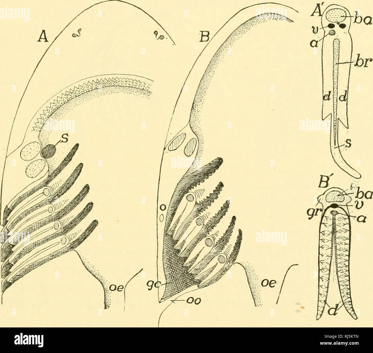 . Anatomia Chordate. Chordata, Anatomia, comparativo. Il sistema respiratorio 247 sono inoltre supportati da scheletro di gill-raggi estendentisi dal scheletrico arco brachiale lateralmente verso la pelle. Ciascun setto interbranchial poggia su ciascuna superficie a semi-gill o semi- ramo, che costituiscono nel loro insieme un holobranch. Ogni hemibranch è una membrana mucosa ripiegato in minuti di lamelle parallele o filamenti brachiale, ciascuno dei quali è parallelo pieghe secondario contenente una rete capillare. Tra i capillari e che li separano sono cellule lesena peculiari per il gill filamenti. In ganoids e t Foto Stock