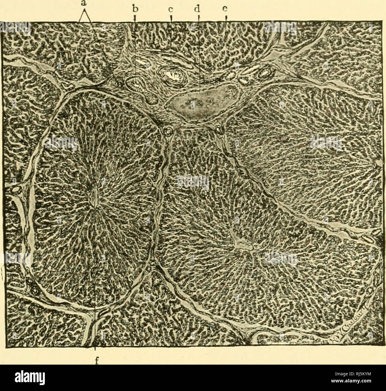 . Anatomia Chordate. Chordata, Anatomia, comparativo. Il sistema digestivo 241 b o rl C. La Fig. 225.-fegato di maiale. Il lobuli hanno artiticially shrunken dall'inter- tessuto lobulare, a e b, dotto biliare; c, arteria epatica; d, interlobular vena (un ramo del portale) ;f, trabecole;/, vena centrale. Fortemente ingrandita. (Da Bremer "Libro di testo di istologia," dopo Radasch.) fr-- vena porta-. Si prega di notare che queste immagini vengono estratte dalla pagina sottoposta a scansione di immagini che possono essere state migliorate digitalmente per la leggibilità - Colorazione e aspetto di queste illustrazioni potrebbero non perfettamente resemb Foto Stock