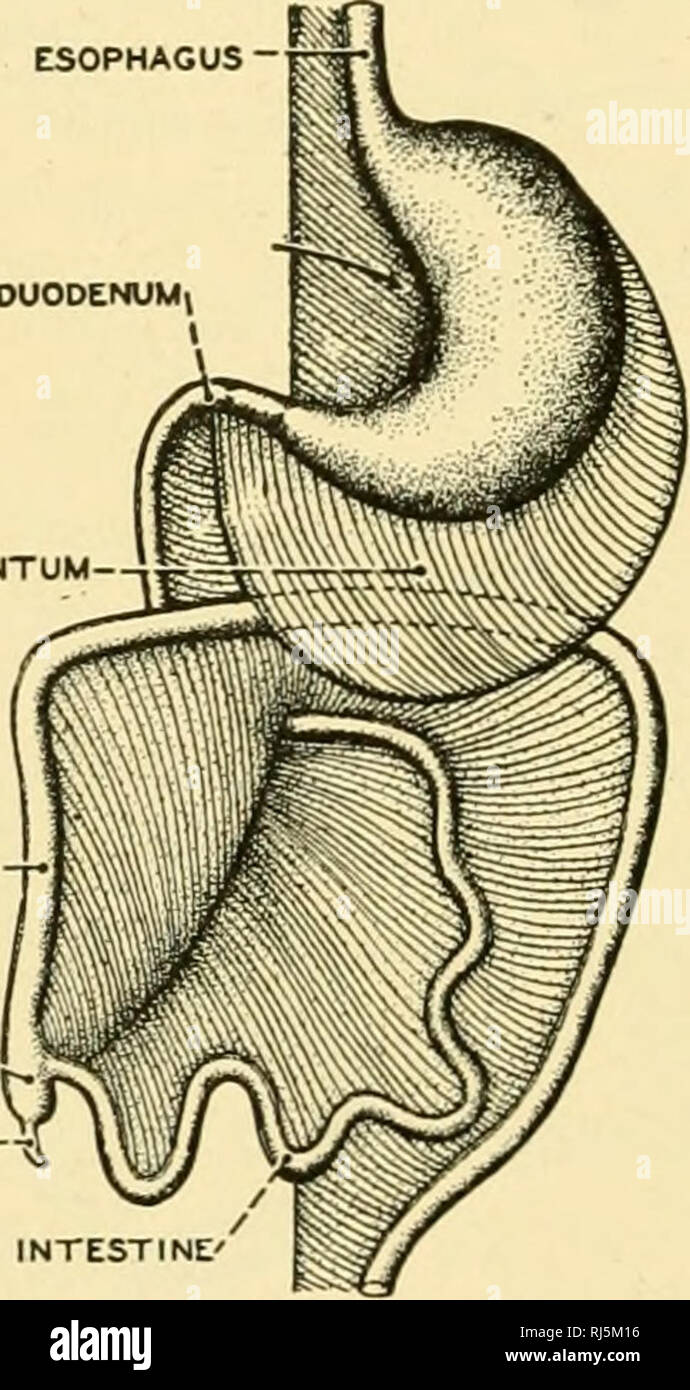 Anatomia Chordate. Chordata, Anatomia, comparativo. Esofago - Curvatura  stomaco 'â grande omento COLON CIECO ^J VPPENDIX -â !^ INTESTINO TENUE'.  Fig. 222.âDiagrams che illustra lo sviluppo della mesenteries e omento in