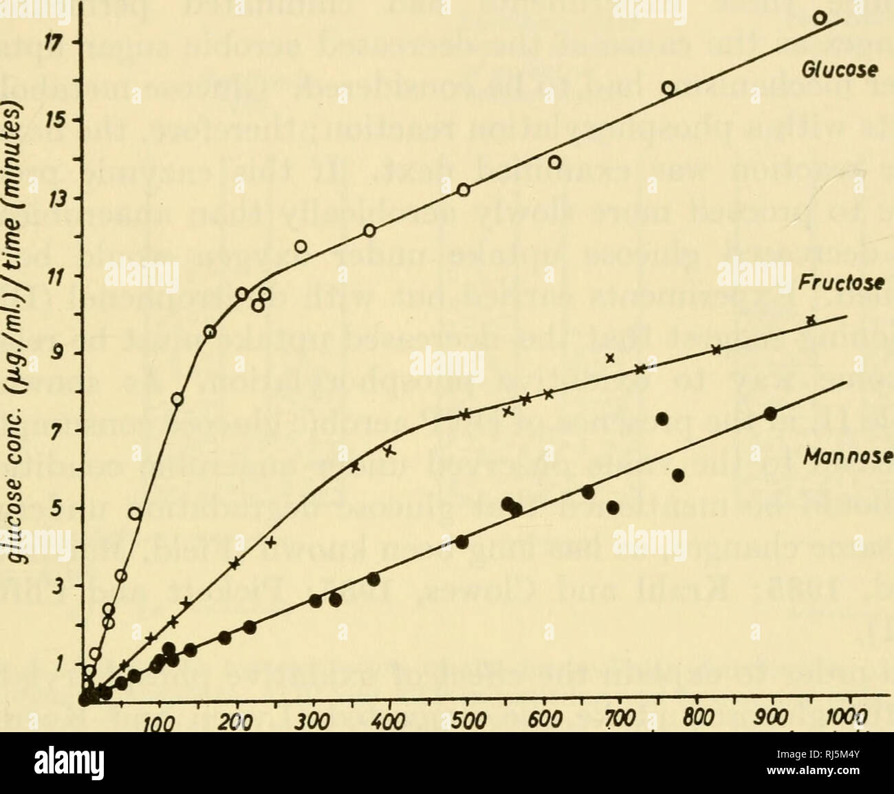 . Ciba Foundation Symposium sul regolamento del metabolismo cellulare. Il metabolismo cellulare. Il fatturato di fosfato e effetto Pasteur 268 il fatto che essa non fa alcuna differenza se le cellule di lievito vengono mantenuti in condizioni aerobiche o anaerobicamente. Ovviamente il perme- capacità della membrana cellulare, che potrebbe controllare l'assorbimento di zuccheri, è indipendente dalla fase gassosa. La particolare forma della curva può essere espresso da due. Troppo 800 ' 900 1000 cono di glucosio. (^g/mJ). Fig. 5. Confronto di uptake del glucosio e fruttosio e mannosio; aerobico. Condizioni sperimentali come per la Fig. 4. linee rette con pendenze diverse (Figg. Foto Stock