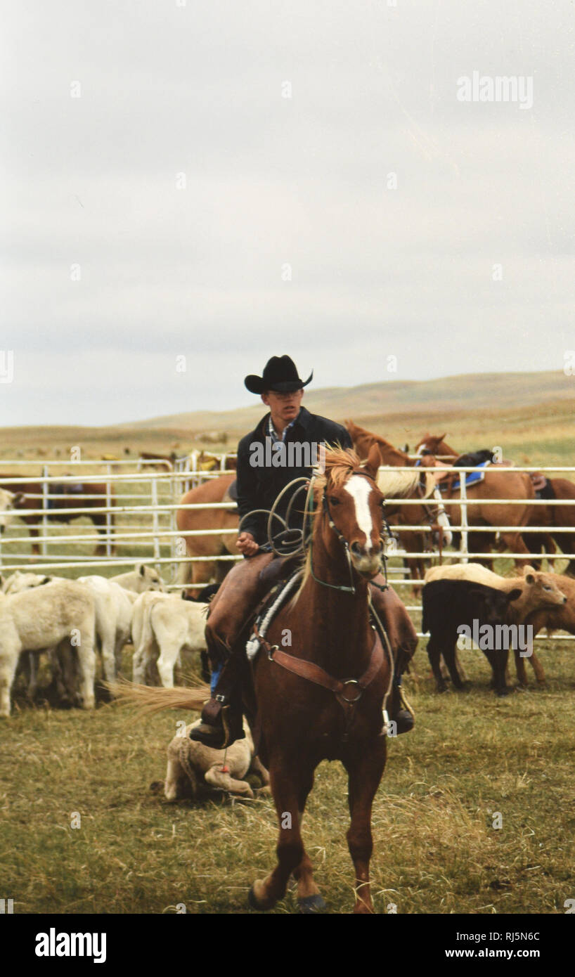 Cowboy trascinando un vitello per il fuoco su un Nebraska ranch durante la primavera il branding Foto Stock