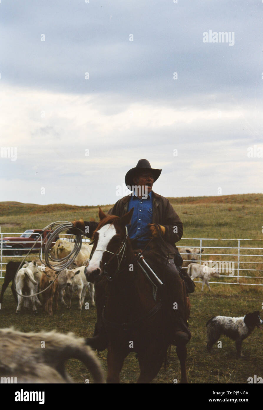 Cowboy a cavallo durante la primavera tempo di branding nel Nebraska Foto Stock