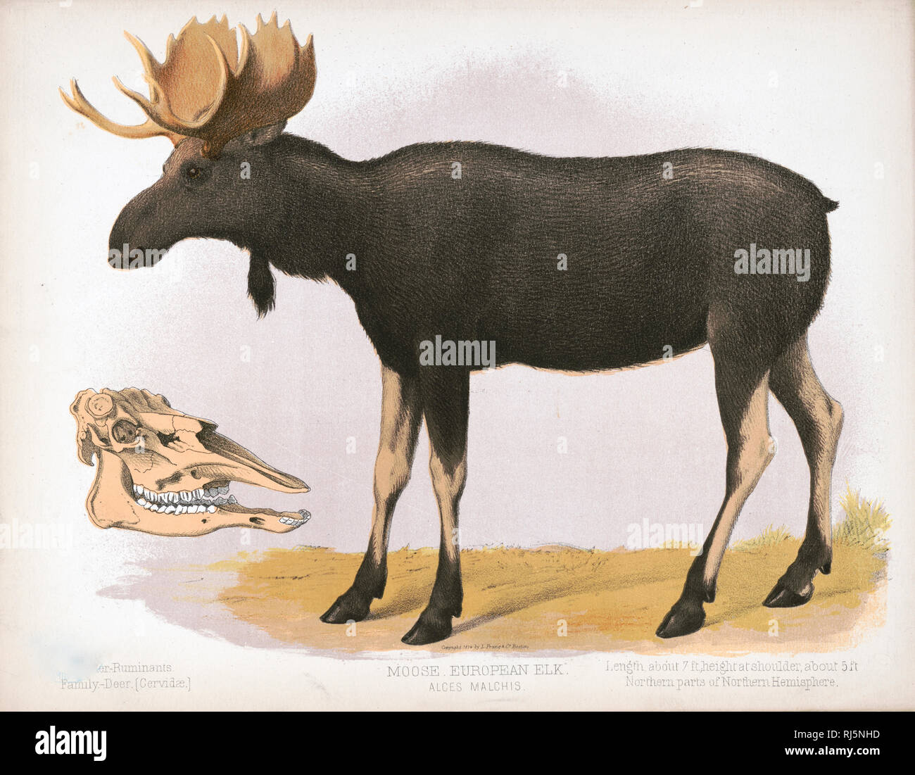 Stampa mostra un lato sinistro vista di profilo di un 'Moose' o 'europeo' alce di intera lunghezza, in piedi - ordine - ruminanti. Famiglia - Cervidi [Cervidae] Foto Stock