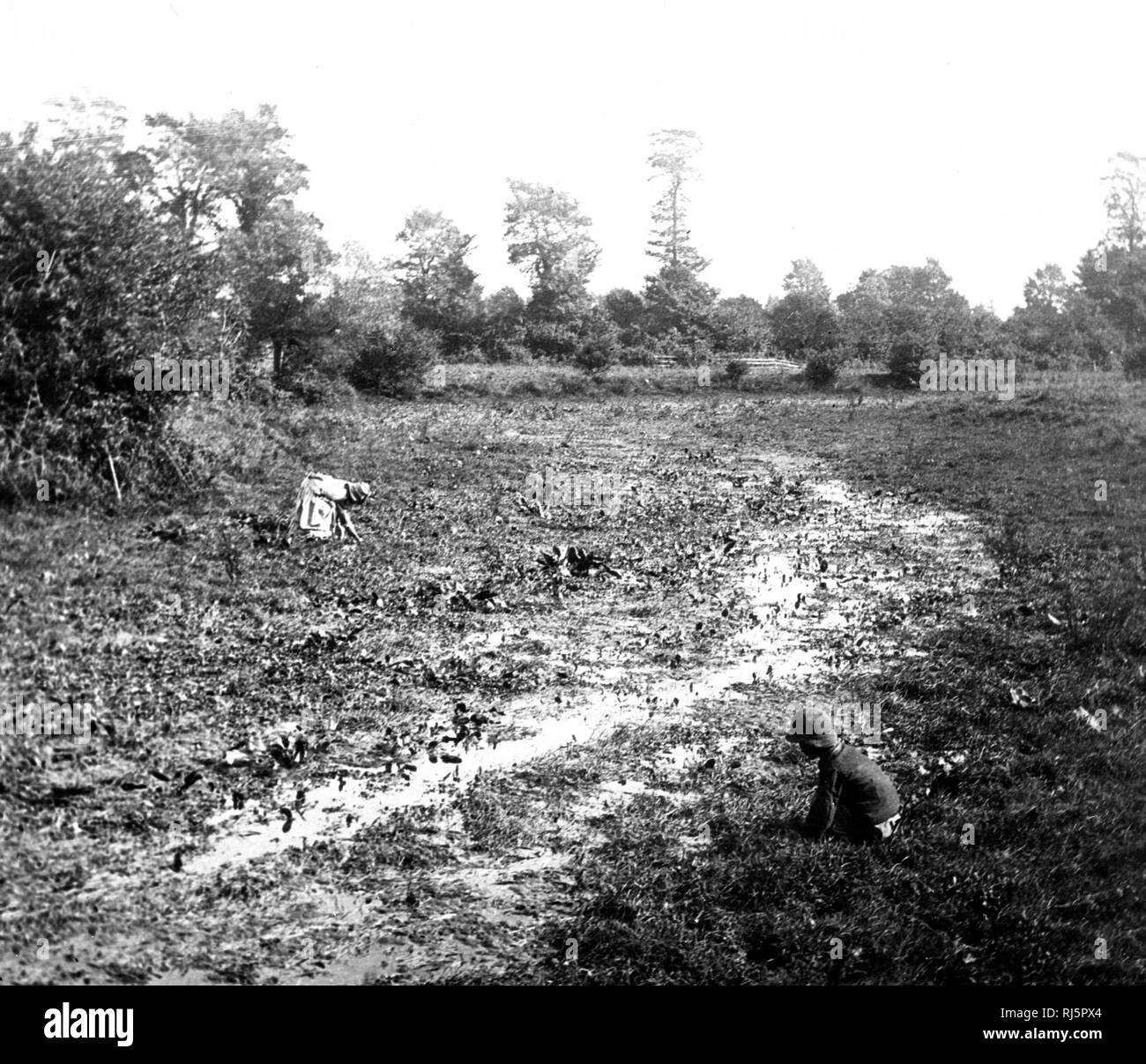 Il crescione i letti nei pressi della sorgente del fiume Tamigi Foto Stock