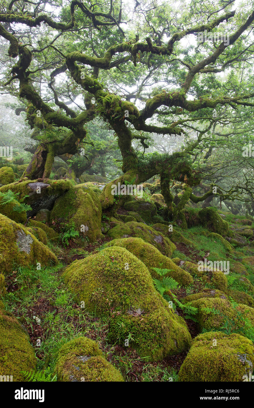 Wistman bosco della riserva naturale nazionale Devon England Regno Unito Foto Stock