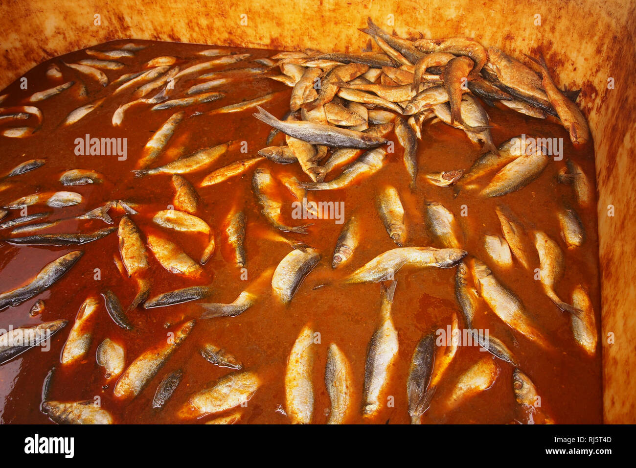 Un'immagine dell'interno di un grande serbatoio pieno di pesci morti in sospensione in un liquido marrone pronti per essere utilizzati come esca sul mare industriali viaggi di pesca Foto Stock