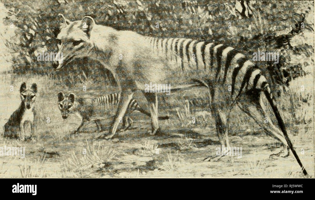 Thylacinus Immagini E Fotos Stock Alamy