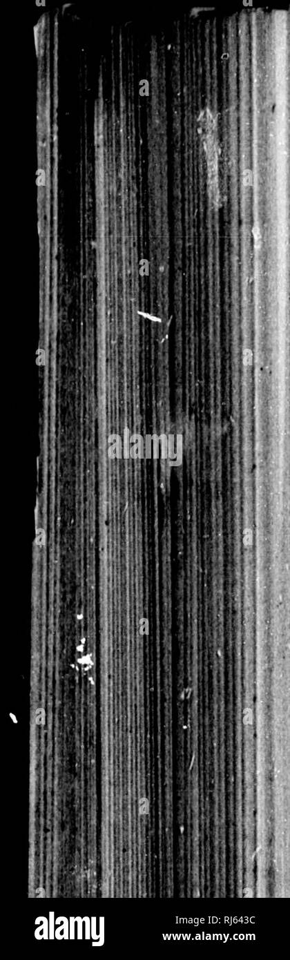 . Monografie della North American rodentia [microformati]. Rodentia; Paleontologia; Rongeurs; PalÃ©ontologie. Ho â "â &gt;' f 1 H:, m J;ijj B II 1 1 1 1 M 714 MONOORArHS DI KORTH KODBNTIA americano. Tablk XXIII.âLitt di uptoimait examinrd di Rciuhus caholinrnhih auto. ucucorisâCoDtinned. 1 s h 387 4U 486 I3Â 3 MU 98M 380 SM 189 181 180 8116 960 Â"T0 9W TM Til na 731 7M TiS 7M Ttl â m â¢m 10S7 1301 ITT 183 176 084 im 196 097 3S7 330 331 1116 1197 1108 B a è i-8 m s s a 1 % H se J &LT;f &LT;f I&lt;H'jillly. PennRjIvnula f.... Quando oollectad. Ffom quale re. oeWed. Collrcted byâ o s Beaarka. 4734 I0S3 Na Foto Stock