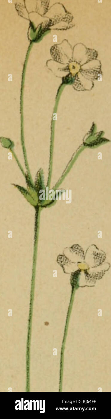 . Choix de Plantes de l'Europe centrale et particulièrement de la Suisse et de la Savoie. Piante; piante; piante. . Si prega di notare che queste immagini vengono estratte dalla pagina sottoposta a scansione di immagini che possono essere state migliorate digitalmente per la leggibilità - Colorazione e aspetto di queste illustrazioni potrebbero non perfettamente assomigliano al lavoro originale. Bouvier, Louis, 1819-1908. Genève, F. Richard Foto Stock