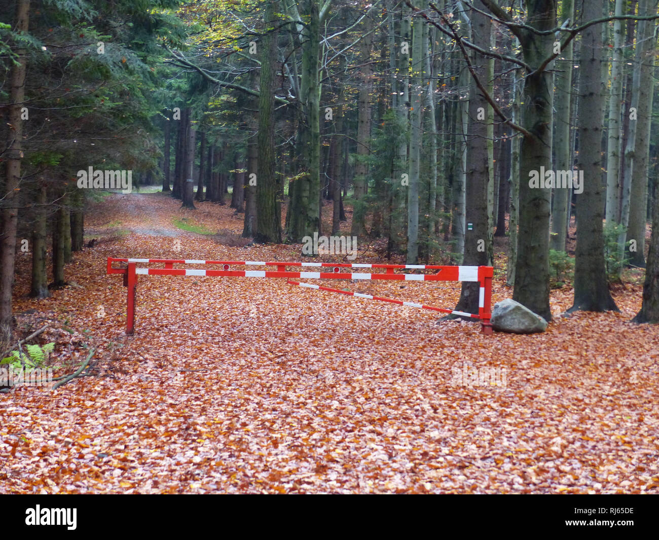 Il cancello di entrata della foresta è per dissuadere la legna da ardere e il furto di registro Foto Stock