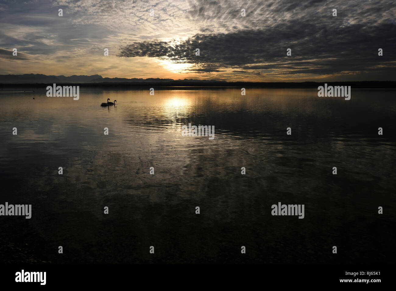 Deutschland, Bayern, Münsing, Starnberger See, Sonnenuntergang, Schwäne, Spiegelung Foto Stock