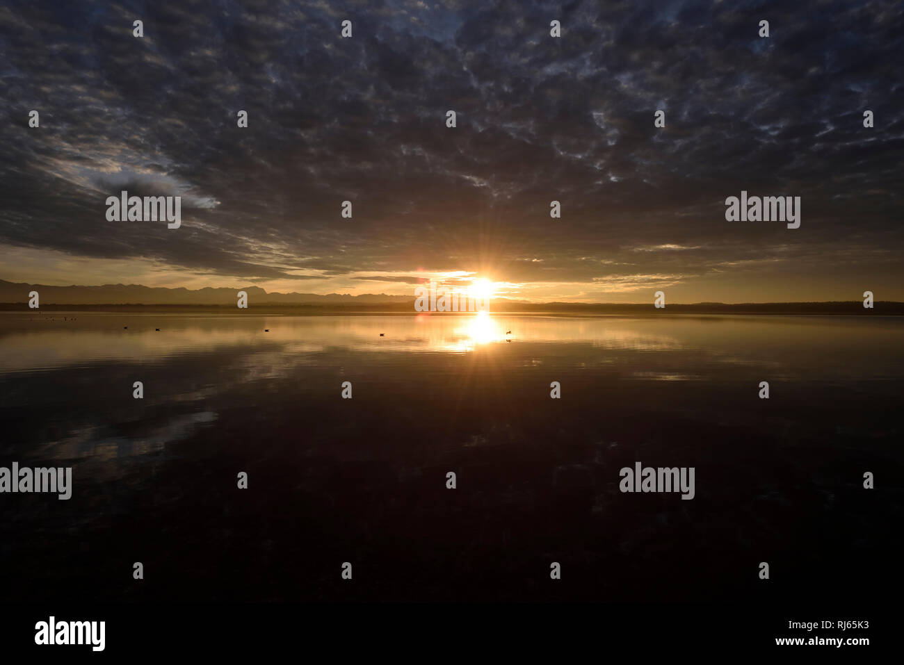 Deutschland, Bayern, Münsing, Starnberger See, Sonnenuntergang, Möwen, Spiegelung, Sonne Foto Stock