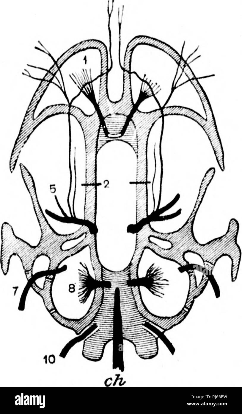 . Il Batrachia del Nord America [microformati]. Anfibi; Amphibiens. 0 m-LLETIX 31, l-MTKL. Membri nazionali di MU8EUM. ,S di tutti tlH- coda di ordini e sono transitori nella caudale code regioi della larva- dell'Salieiitia. Ki-niainsof tliesaiiieare visto nel segmentata uniscles dorsale dell'uro- dela. e la mediana segmentata ven- f o lle, o pnbosternal muscoli delle croci e tailless ordini. Tra queste serie mediana dei muscoli si estendono due strati che suitport ai lati della cavità del corpo, esterna ed interna obliqua. Gv Urodela il oxteiiial obliqua è divisa fino al Foto Stock