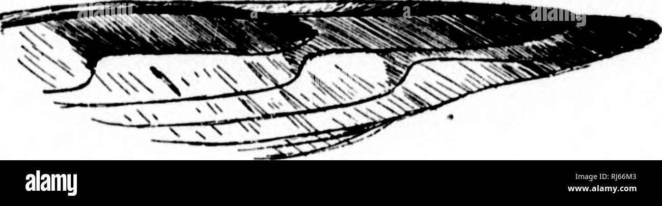 . Manuale di uccelli del Nord America orientale [microformati] : con i tasti per le specie e le descrizioni del loro plumages, i nidi e le uova, la loro distribuzione e le migrazioni e un breve resoconto della loro tormenta e abitudini con capitoli introduttivi sullo studio di ornitologia, come identificare gli uccelli e howto raccogliere e conservare gli uccelli, i nidi e le uova. Gli uccelli; uccelli; uccelli; ornitologia; ornitologia; Oiseaux; Oiseaux; Oiseaux; Ornithologie; Ornithologie. '&Lt; . Io ho 1 204 falchi, Falchi, aquile, ecc. La fio. 70. -Tre colori primari con tacche di ampia-winged Hawk. (Rt;duced.) 343* Buteo latissimus (in montagna con Foto Stock