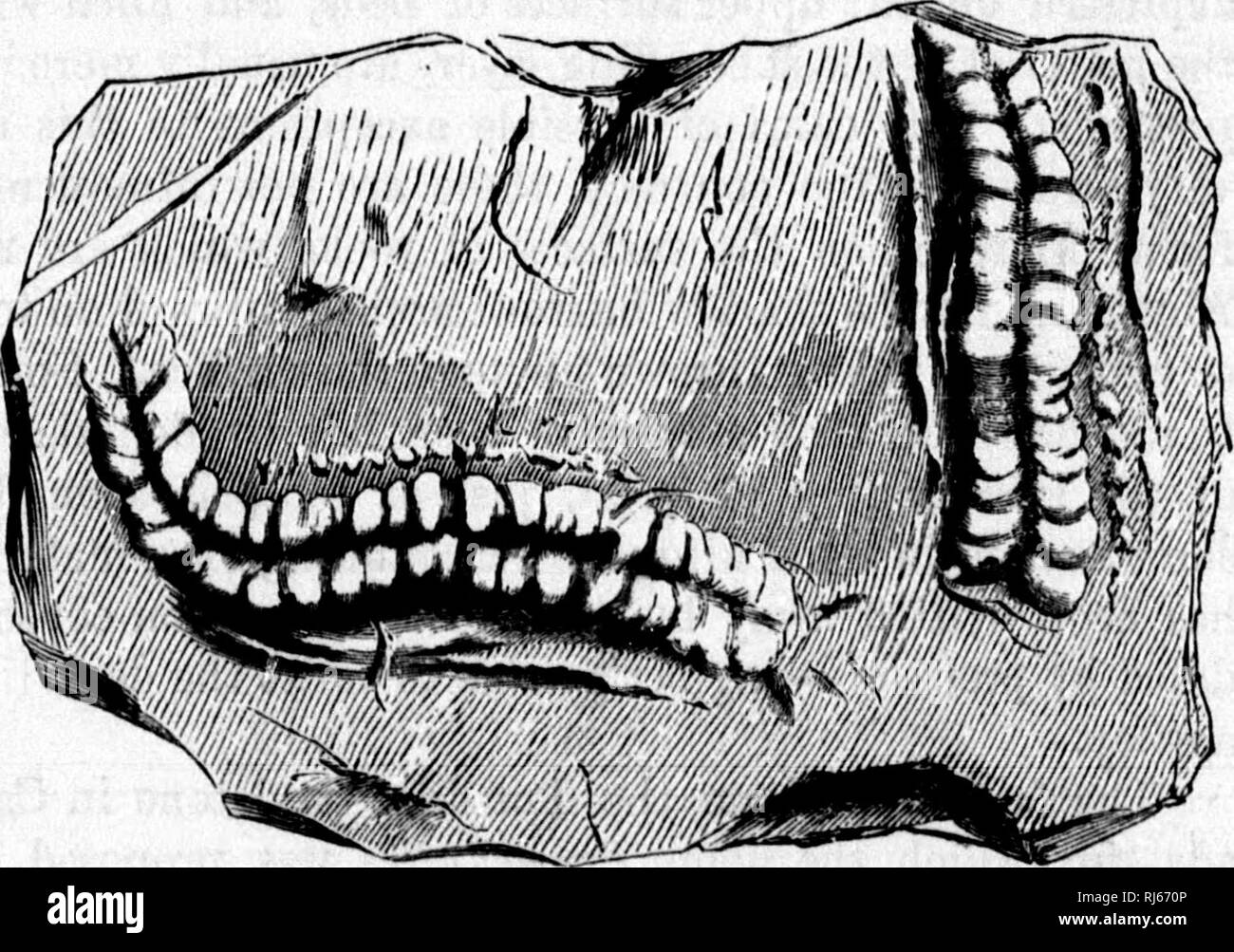 . La storia geologica delle piante [microformati]. Paleobotanica; Paléobotanique. La fio. 5.-Trail di un modem re- granchio, per illustrare le imitazioni di Jlants Hometiincs denominato Bilo- Ue.. Fig. 6.-Trail di Oarboniferous crostaceo (Eusichnites Acadicua)^ Nova Scotia, per illustrare suppone Alga3. i ! * " Naturalista Canadese," vol. vii.. Si prega di notare che queste immagini vengono estratte dalla pagina sottoposta a scansione di immagini che possono essere state migliorate digitalmente per la leggibilità - Colorazione e aspetto di queste illustrazioni potrebbero non perfettamente assomigliano al lavoro originale. Dawson, J. W. (John William), Sir, 1820-1 Foto Stock