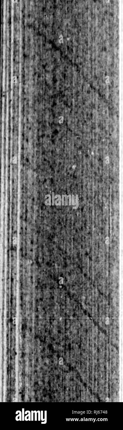 Le Poirier Immagini e Fotos Stock - Alamy