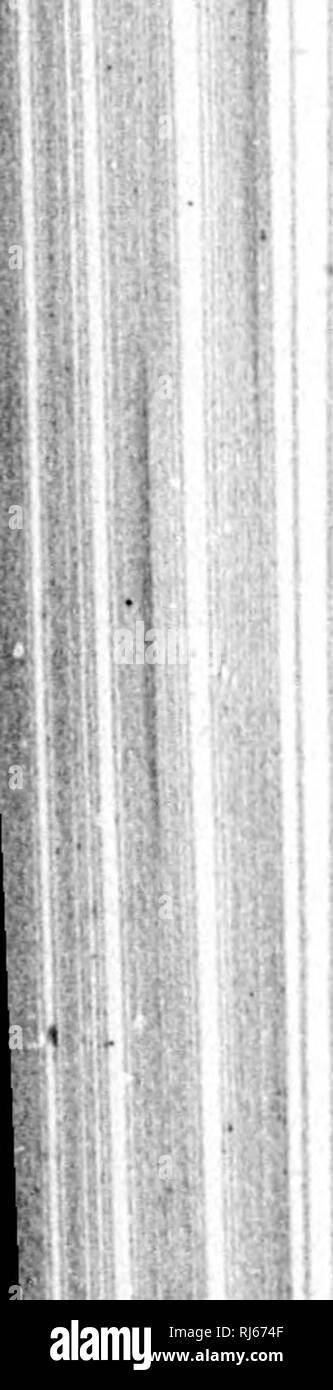 . L'acqua uccelli del Nord America [microformati]. Gli uccelli; uccelli acquatici; Oiseaux; Oiseaux aquatiques. 116 LAMELLIROSTRAL nuotatori - ANSERES. Mergus senatore. Il letto-BREASTED SHELDBAKE. Mergusaernttor, Linn. 8. N. n. 10, I. 1758, 129; ed. 12, I. 1766, 208. - Wils. .M. Orn. VIII. 1814, 81, pi. 69. - Sv. Hicii k. F. li. A. II. 1831, 402. - Nutt. Alan. II. 1834, 463. - AuD. Orn. Biog. V. 1839, 92, pi. 401 ; Hynop. 1839, 298 ; B. Am. VI. 1843, 395, pi. 412. - BAinn, B. N. Am. 1858, 814 ; Cat. X. Am. B. 1859, n. 612. - CouEs, Chiave, 1872, 296 ; Elenco di controllo, 1873, n. 522 ; 2d cd. 1882, n. 744 ; B. N. W Foto Stock