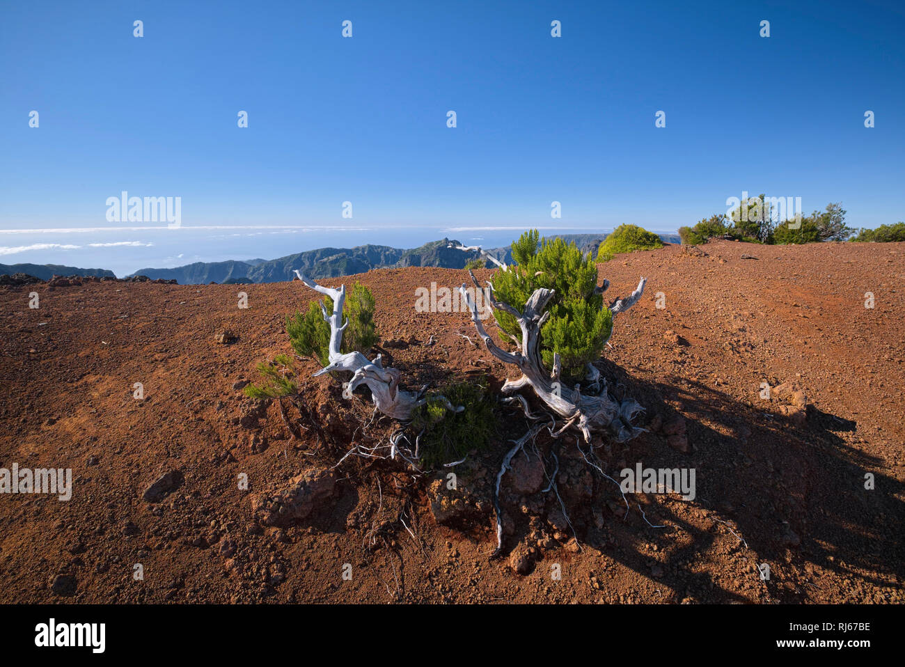 Il Portogallo, Madera, Pico Ruivo, Gipfel, Baum, verbrannt, Busch Foto Stock