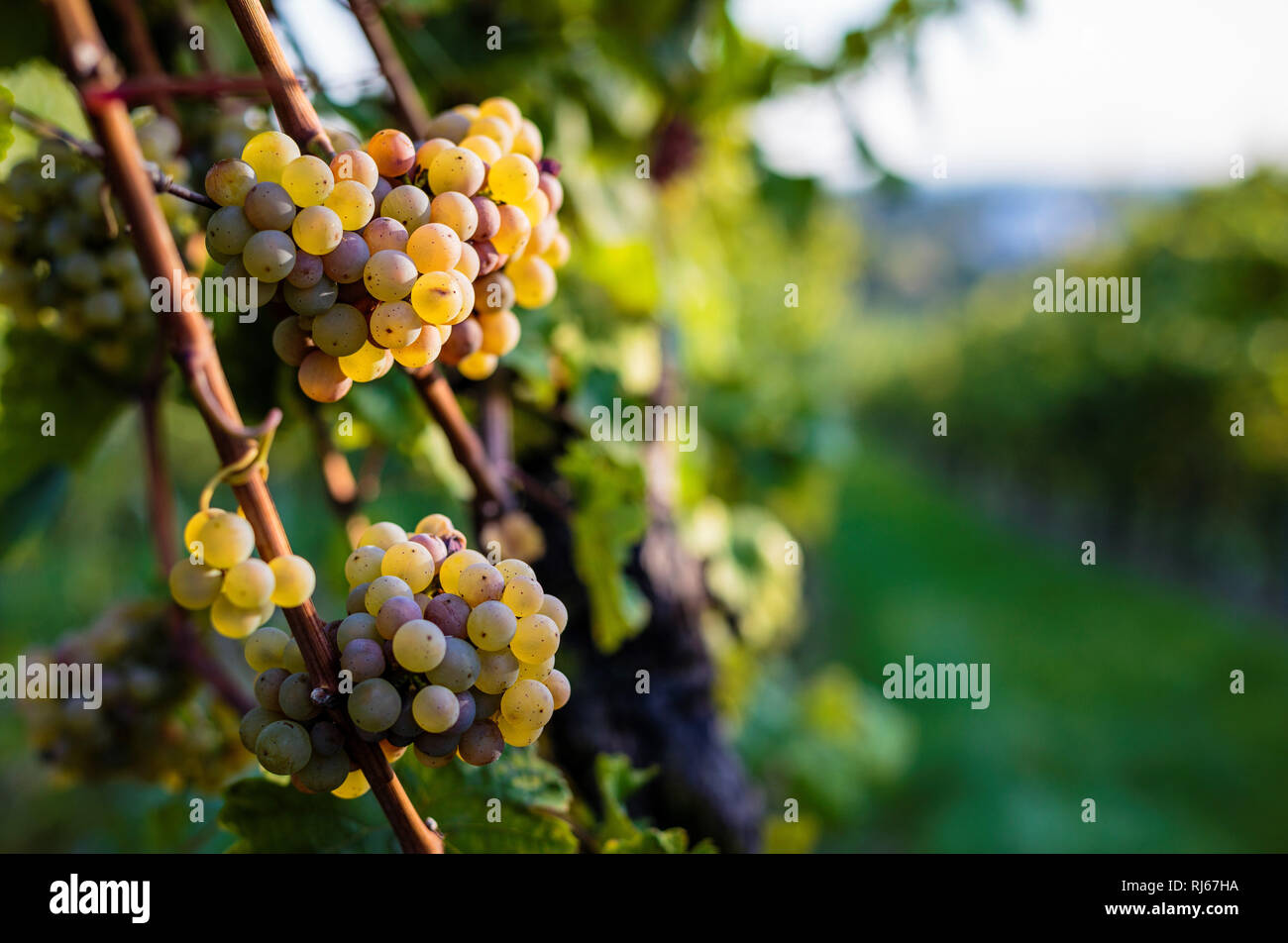 Europa, Deutschland, Assia, Hochheim am Main, Reife Trauben im Abendlicht, kurz vor der Weinlese Foto Stock