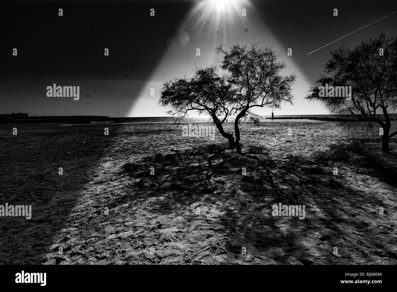 Bellissimo albero silhouette xxxxx Foto Stock