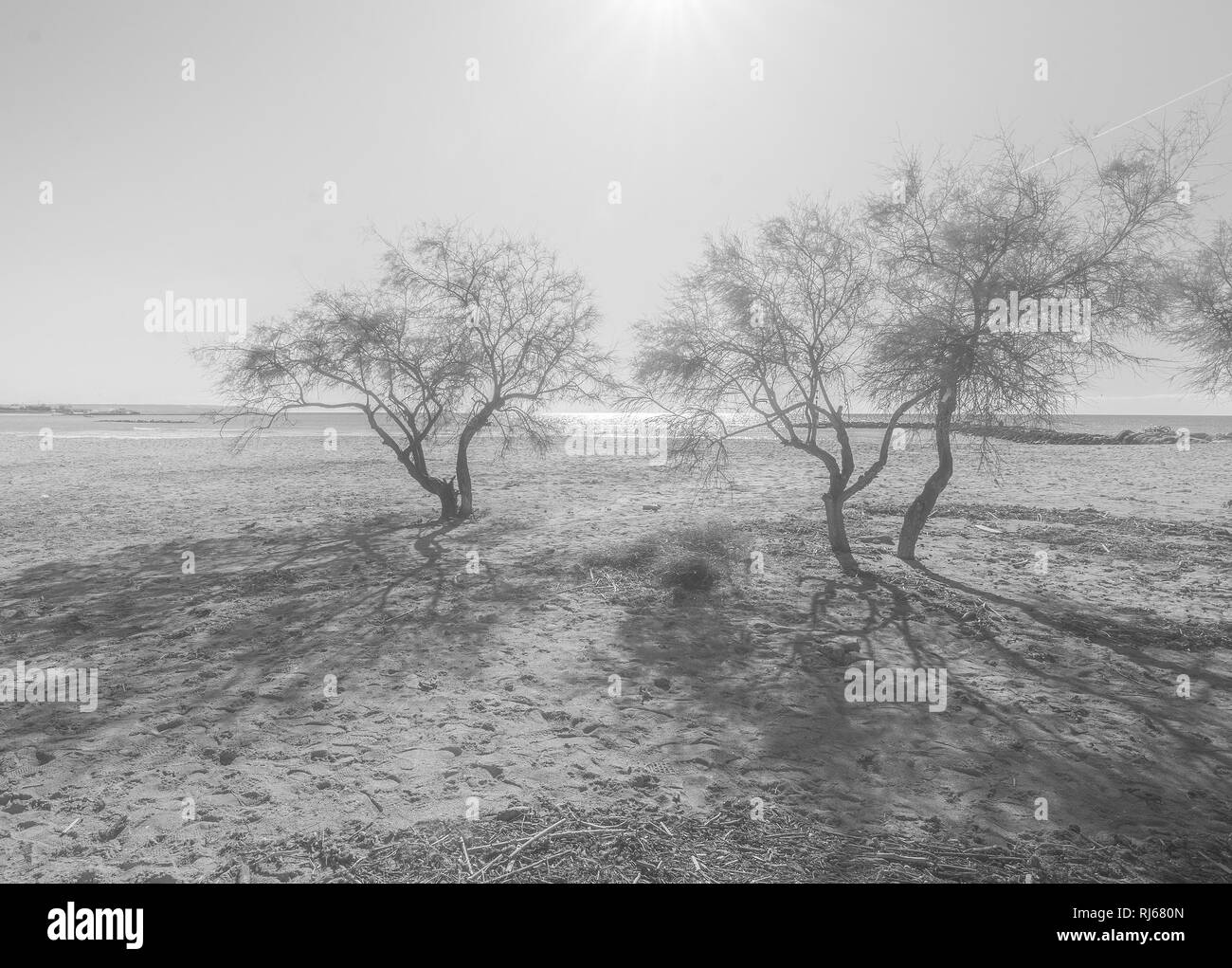 Bellissimo albero silhouette xxxxx Foto Stock