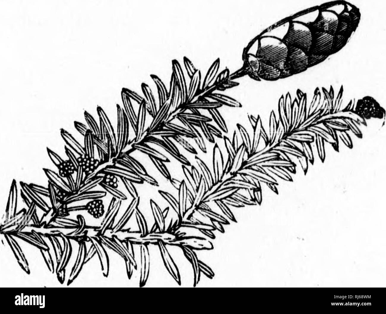 . Il canadese forester guida illustrata [microformati]. Le foreste e la silvicoltura; Forêts et silvicoltura. 106 Il canadese FORESTEU S rapida, che ci deve essere inclinato per chiamarlo spontaneo, non abbiamo noi sappiamo h &gt;w semi lungo sarebbe giacciono dormienti in terra fino a quando tutte le cose necessarie per la loro crescita erano presenti. La stessa cosa si verifica su alcune colle- lati dove, protezione offerta contro i denti e zoccoli del bestiame, la loro annoso capi diventano presto coronato con una ghirlanda di rigogliosa a^erdure. Nella parrocchia dove sono nato, so di un legno di larice in crescita in un luogo paludoso che, tw Foto Stock