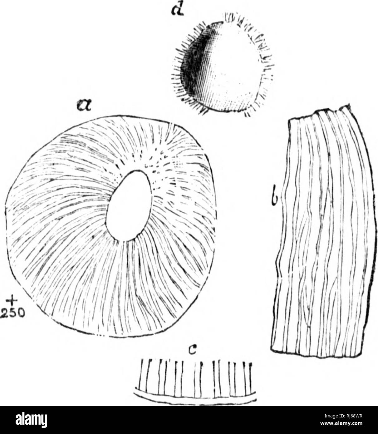 . L alba della vita [microformati] : essendo la storia dei più antichi noti resti fossili e le loro relazioni di tempo geologico e allo sviluppo del regno animale. Paleontologia; Vita; Paléontologie; Vie. Che cosa è EOZOON? 67 modo e con pareti molto sottili non protetta mediante il pannello sup- plemental scheletro. Poi la crescita è stato arrestato, e possibilmente questi strati superiori ha dato off germi riproduttiva, dotato di galleggiare o nuotare lontano e di stabilire nuove colonie. Si possono avere tali germi riproduttiva in alcuni curiosi organismi globulari, come le cellule allentate, trovata in collegamento con Eozoon irregolare in uno dei th Foto Stock