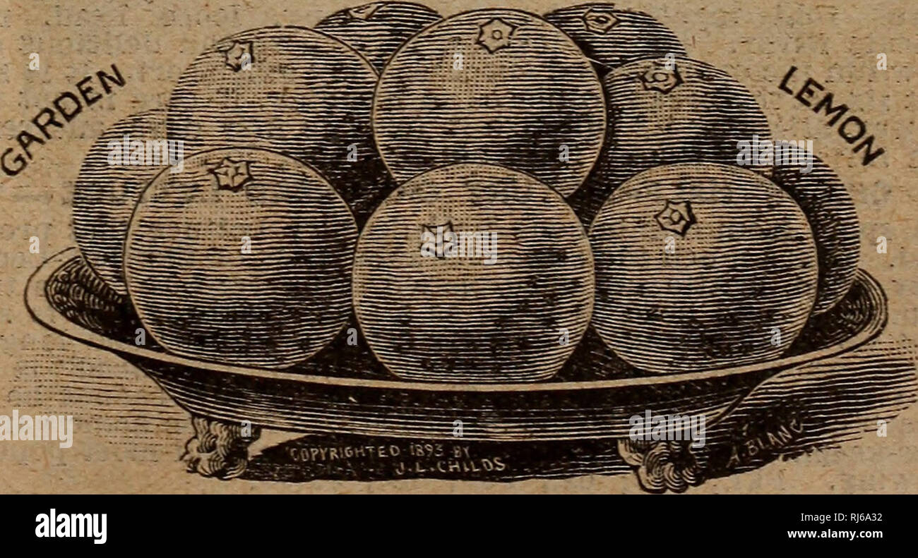 . Childs' fiori rari di frutta e verdura. Cataloghi commerciali semi; Vivai (orticoltura) cataloghi; sementi cataloghi; fiori cataloghi; Verdure Cataloghi Cataloghi di frutta; John Lewis Childs (Azienda); cataloghi commerciali; Vivai (orticoltura); semi; fiori; Verdure; frutta. Erbe aromatiche, dolce o pentola indispensabile per cucinare, utile nei malati camera e molti tipi ammenda per profumare abbigliamento etc. Pkt. - Oz. Anice â per -aroma " 5 10 Balmâ-molto fragranti foglie medicinali;.:... 5 15 di carvi â seme. estensivamente utilizzato per aromatizzare 15 l 0 , il coriandolo â U&GT;ed aroma per dolci, ecc. . Foto Stock