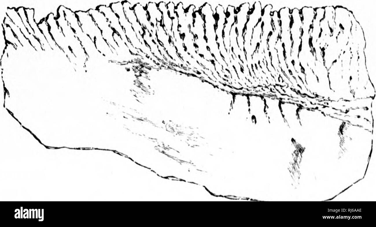 . Alcuni punti salienti nella scienza della terra [microformati]. Geologia e Paleontologia; Géologie; Paléontologie. Fig. 5.-Weathered campione di Eozoon dal Calumet. (Raccolti dal sig. McMullen.). Fig. 6.-Sezione trasversale del campione rappresentato in Fig. 8. Le parti scure sono la lamina; della materia calcarea convergente verso la superficie esterna. Si prega di notare che queste immagini vengono estratte dalla pagina sottoposta a scansione di immagini che possono essere state migliorate digitalmente per la leggibilità - Colorazione e aspetto di queste illustrazioni potrebbero non perfettamente assomigliano al lavoro originale. Dawson, J. W. (John William), Sir, 1 Foto Stock