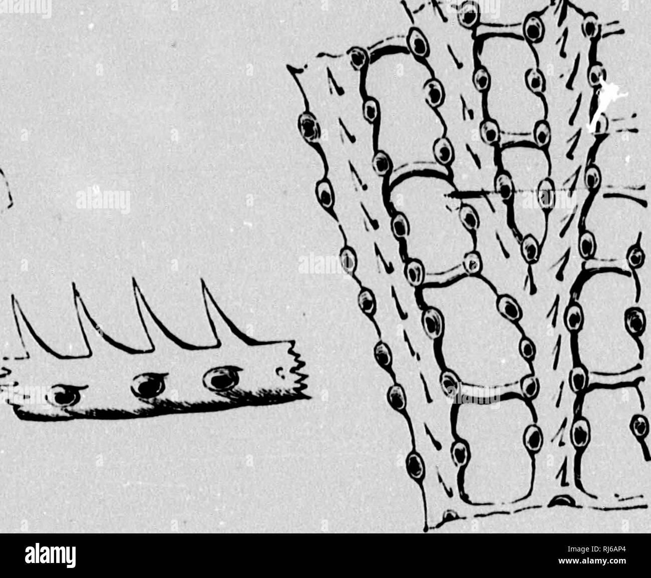 La Catena Della Vita Nel Tempo Geologico Microformati Uno Schizzo Di Origine E La Successione Di