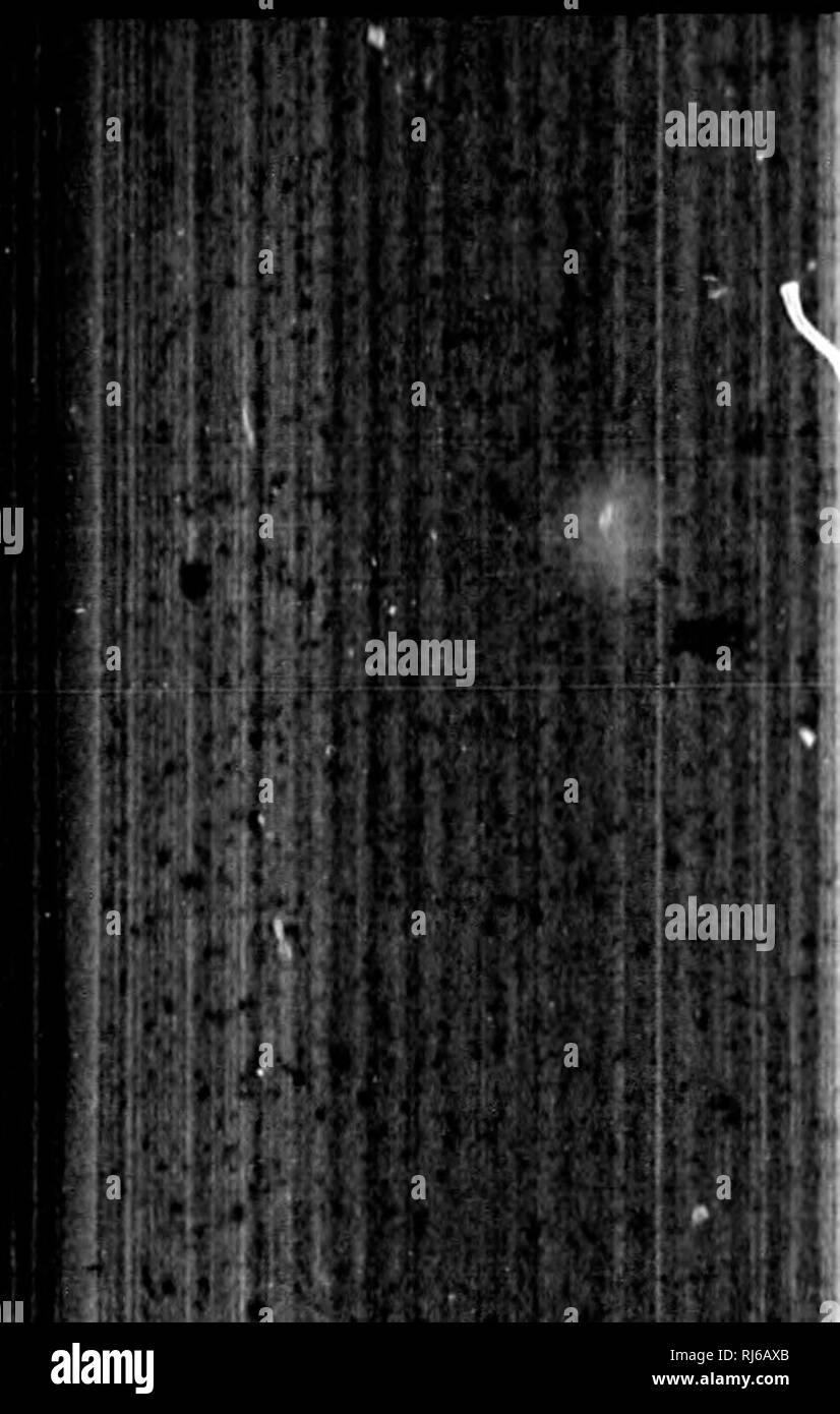 . Recensione di uccelli americana nel museo dello Smithsonian Instution. [Microformati]. Gli uccelli; Oiseaux. 304 Review of American uccelli. [Parte I. e coda superiore converte in blu verdastro e violetta. Sotto il bianco puro piastrella i lati e rivestimenti di ali debolmente tinto con un!Â"hy. Orecchio ooverts wliite, venato alle estremità con dusky ; tracce di una stretta dusky collare sui lati del jtigulum. Piume del mento e gola bianco a molto di base, quelli di jugulum e il resto delle parti sotto il colore del filo verso le radici. La coda laterale featliem esternamente sono bordate in maniera restrittiva con biancastro. Legare le estremità dei piattelli hanno un vi Foto Stock