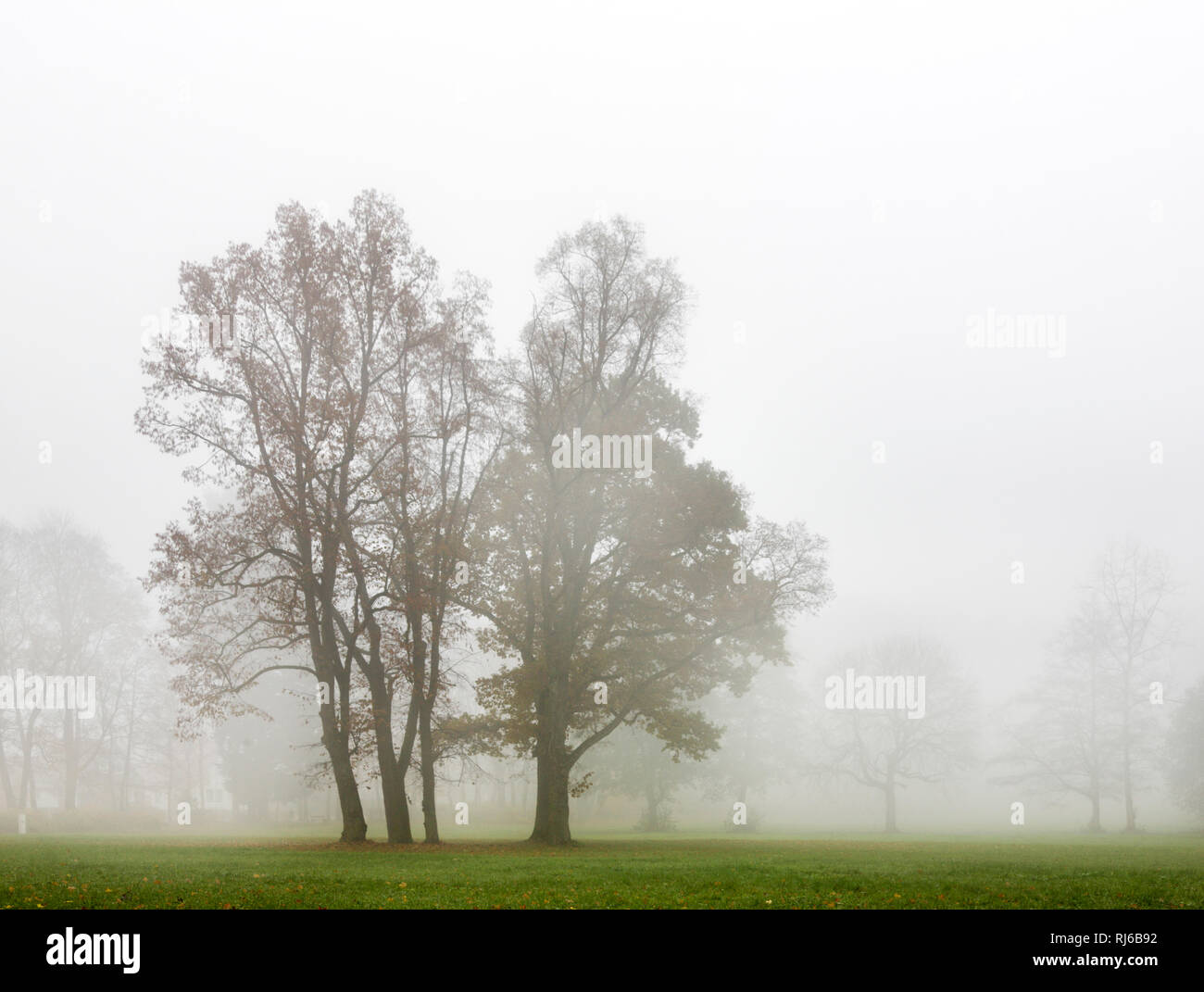 Deutschland, Thüringen, Gehren, Bäume, Herbstlaub, Wiese, Nebel Foto Stock