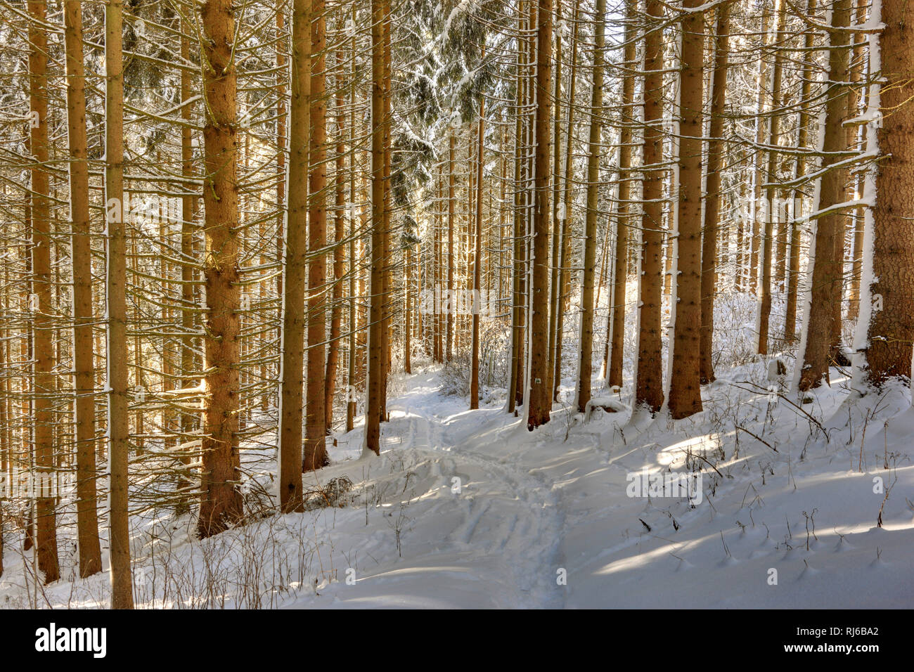 Deutschland, Thüringen, Gehren, Wald, Bäume, Schnee Foto Stock