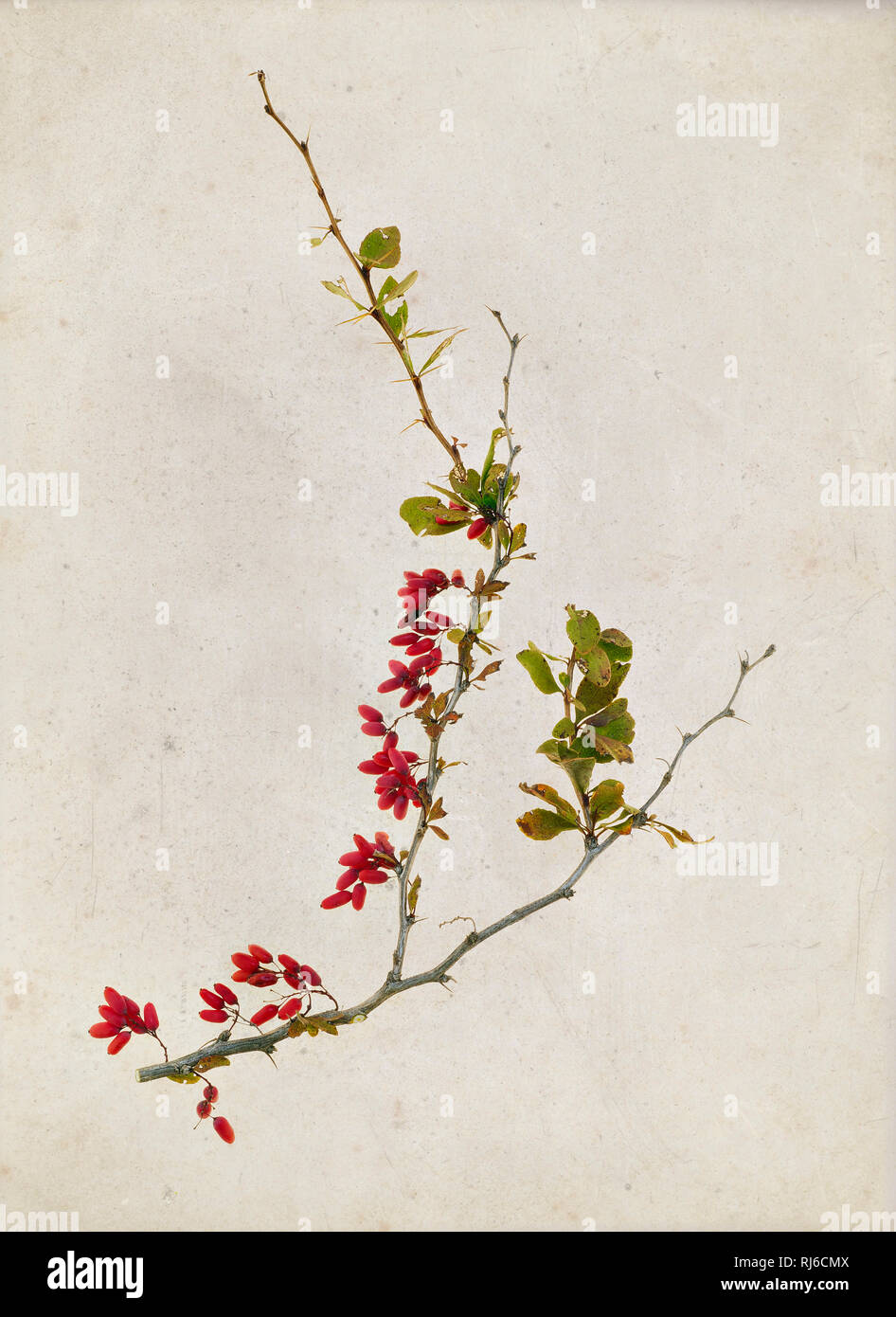 Zweig einer Berberitze, Beeren, Blätter und Dornen auf Papier, grunge Foto Stock