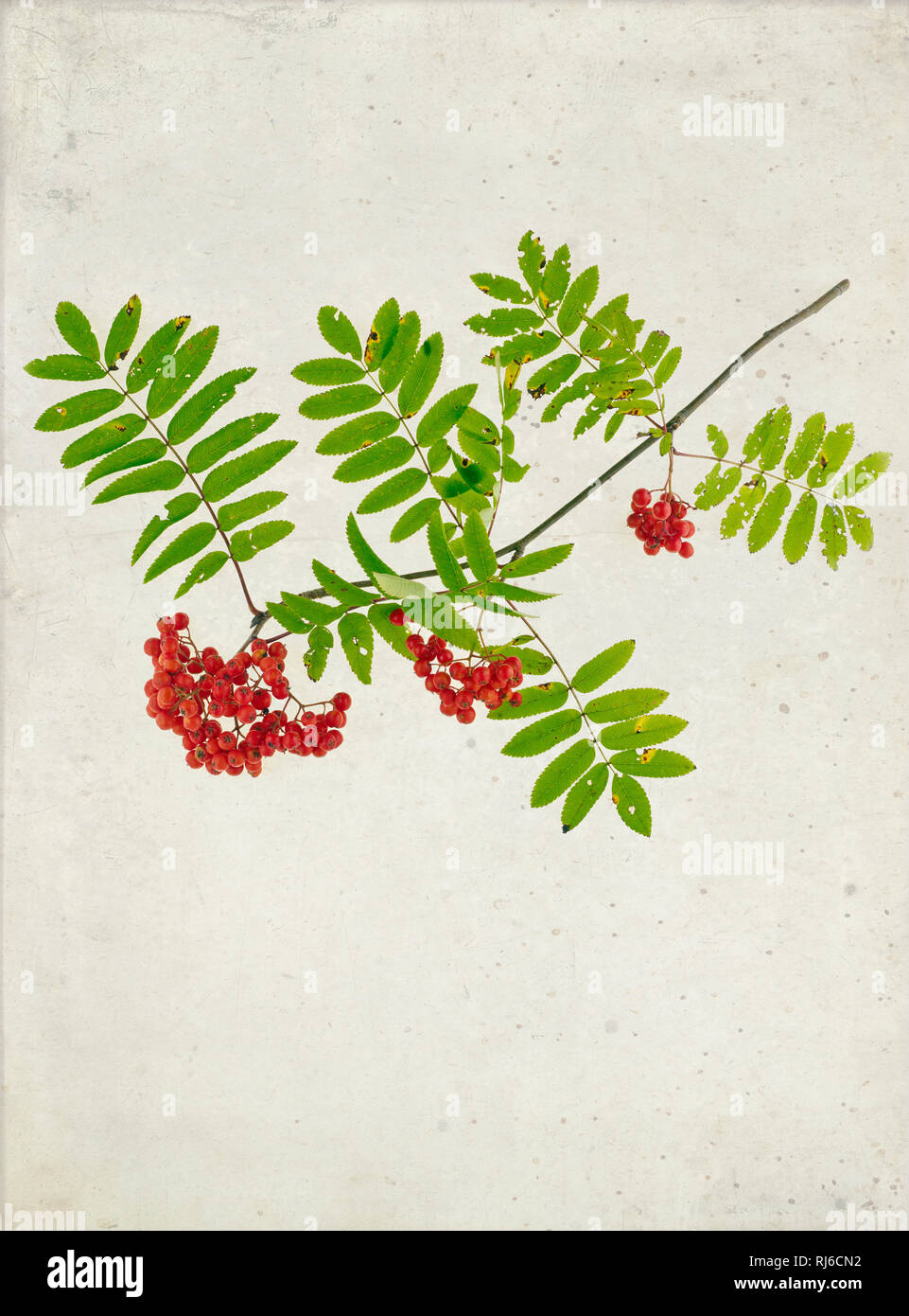 Zweig einer Eberesche Beeren und Blättern auf Papier, grunge Foto Stock