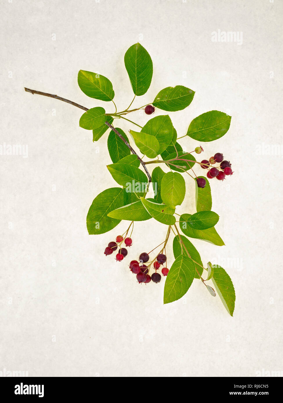 Zweig einer Felsenbirne Blättern und Früchten auf Papier, grunge Foto Stock