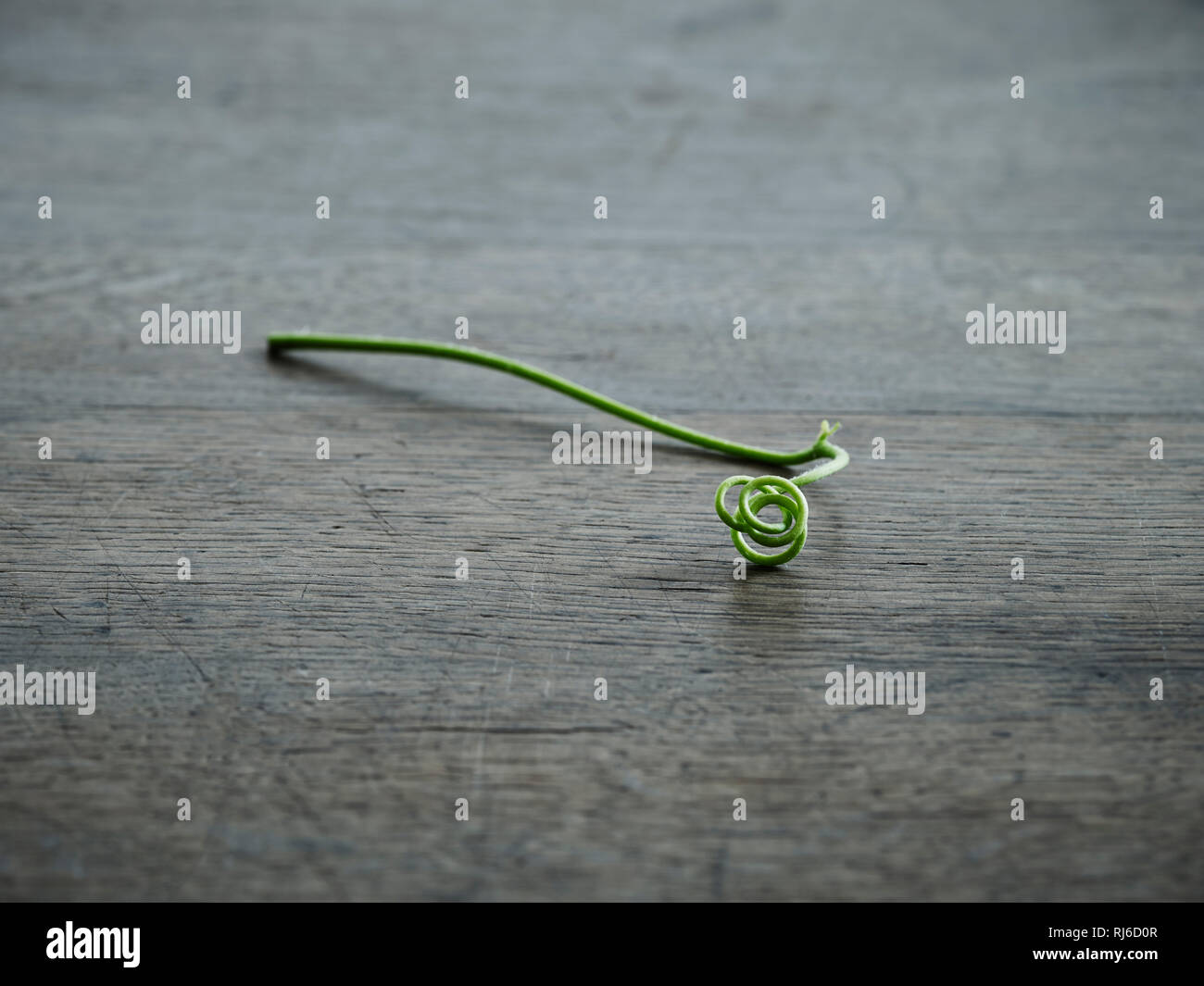 Junger grüner Weintrieb mit Verästelung und Verzweigung auf dunklem Eichentisch Foto Stock