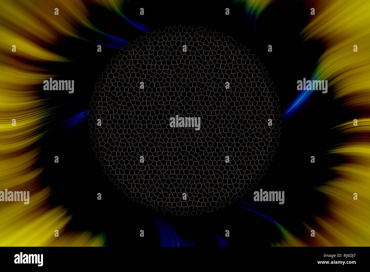 Girasole giallo e nero con anima di blu, sfondo astratto Foto Stock
