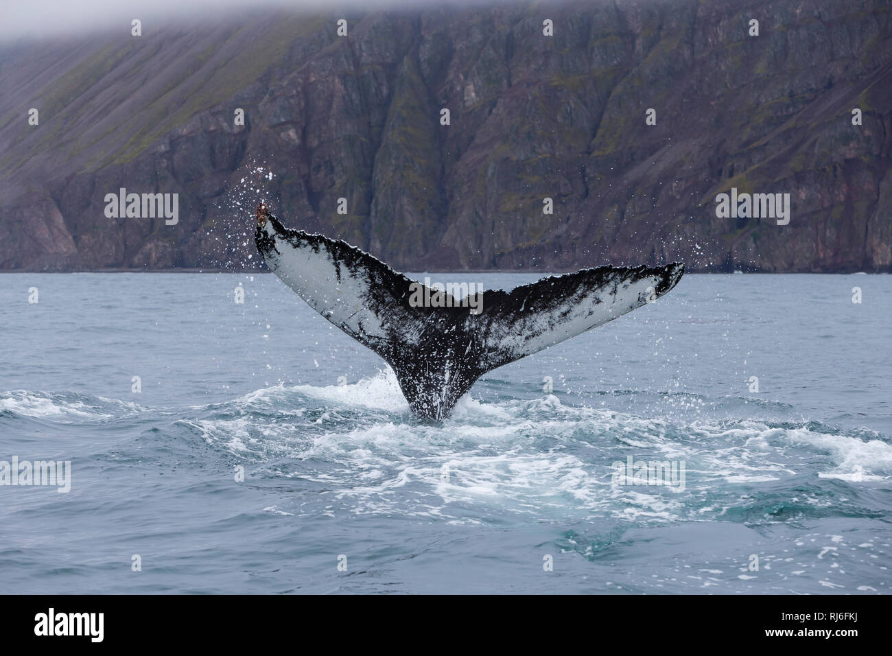 Buckelwal, Fluke, Buckel-Wal, Wal, Wale, Megaptera novaeangliae, Humpback Whale, Fluke, La baleine à Bosse, la mégaptère, la jubarte, la balenottera à bos Foto Stock