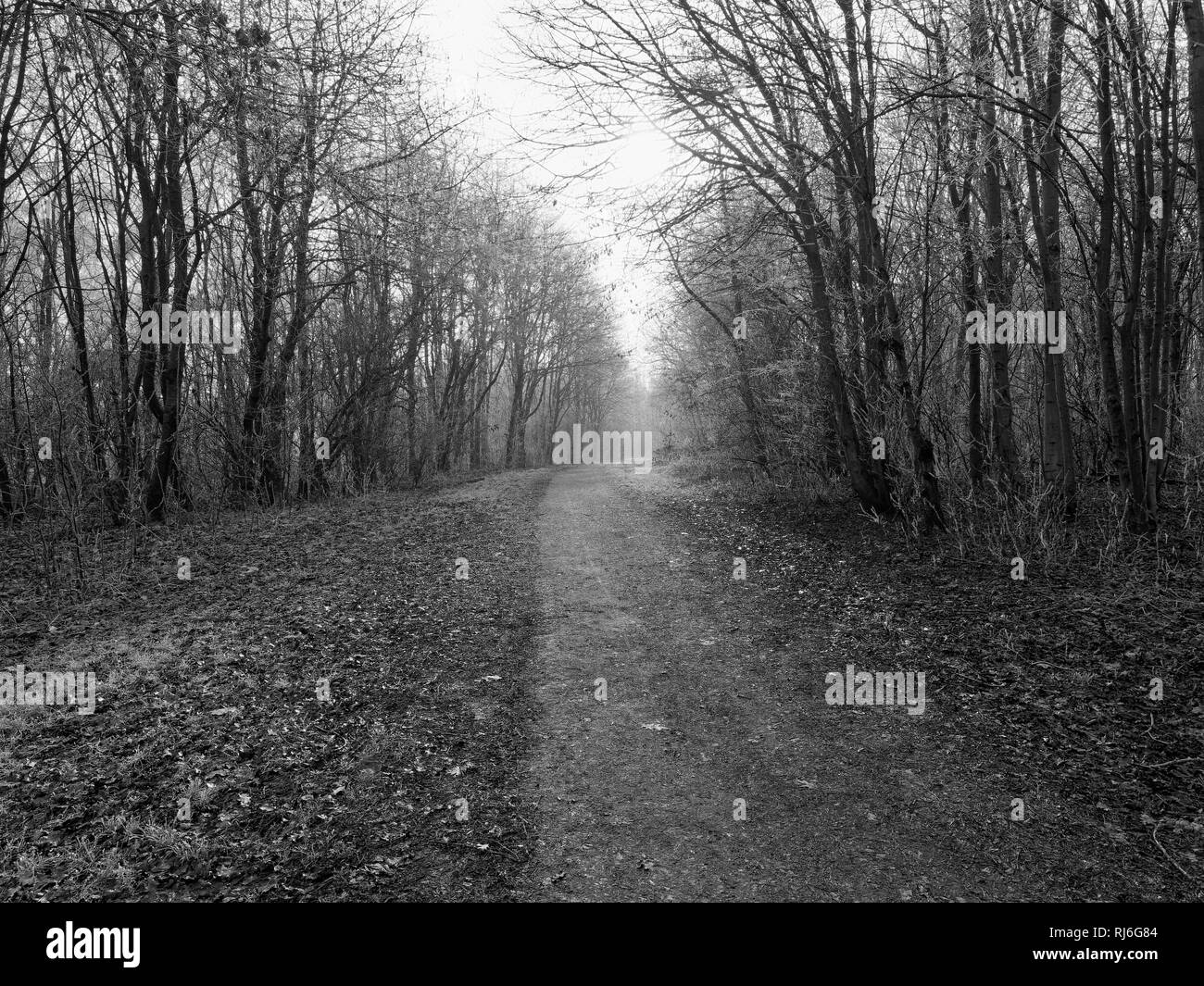 Alberi orlate da linea di gelo un largo sentiero su un buio, freddo, nebbiosa mattina inverno Foto Stock