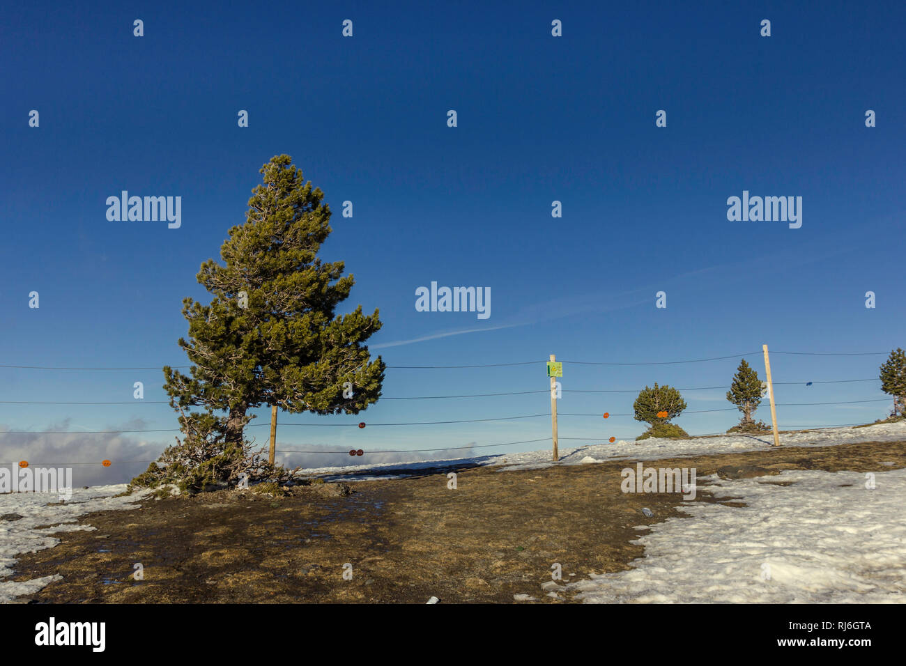 Pino Solitario sulla Sierra Nevada picco di montagna su una soleggiata giornata invernale, Spagna. Pine nel lato del telaio, il bianco della neve in primo piano, recinto di filo in th Foto Stock