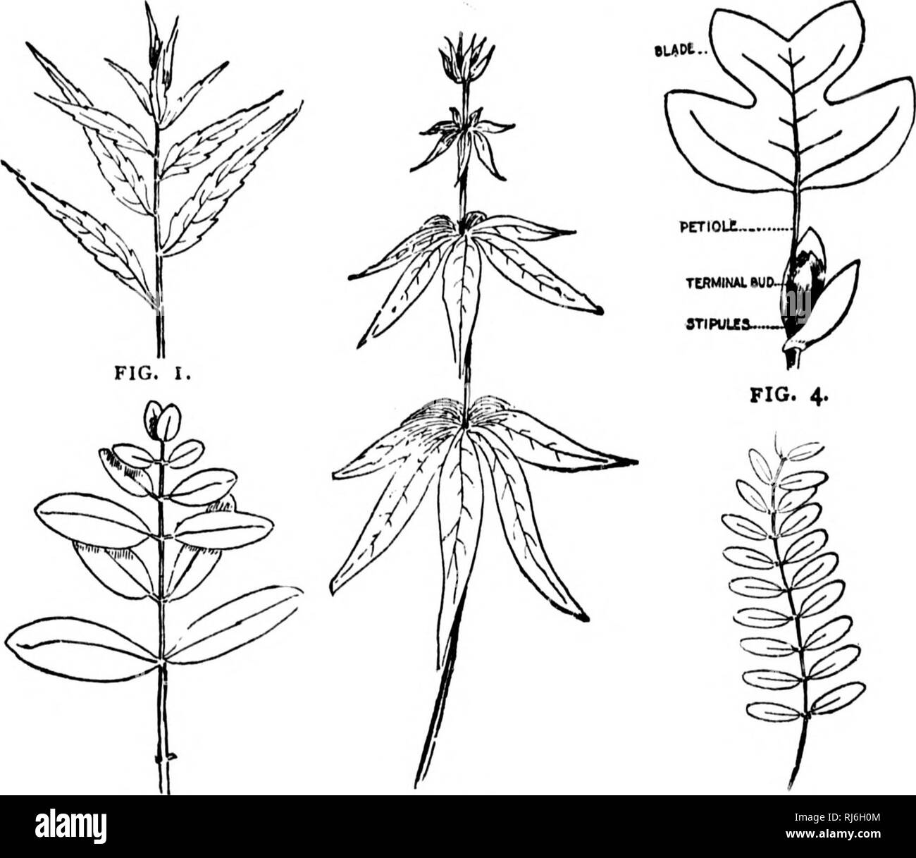 . Una guida per gli alberi [microformati]. Alberi; botanica; Arbres; Botanique. Termini illustrati. rw i â ho io quando è più lungo e più prominente rispetto agli altri. (Fig. 4) i numerosi sotto-divisioni del quadro, Veinlets e i migliori di questi Veinulets. Per quanto riguarda la loro venatura, foglie sono suddivisi in (i) quelle che sono Netted-Veined e (2) quelle che sono parallele- venato. Questa funzione è invariabilmente in accordo con la forma. FIG. 2. FIG. 3. FIG. S- Io e il carattere della foglia e dovrebbe pertanto essere più care- pienamente osservati. I. Netted-Veined foglie sono quelli in cui le vene si diramano Foto Stock