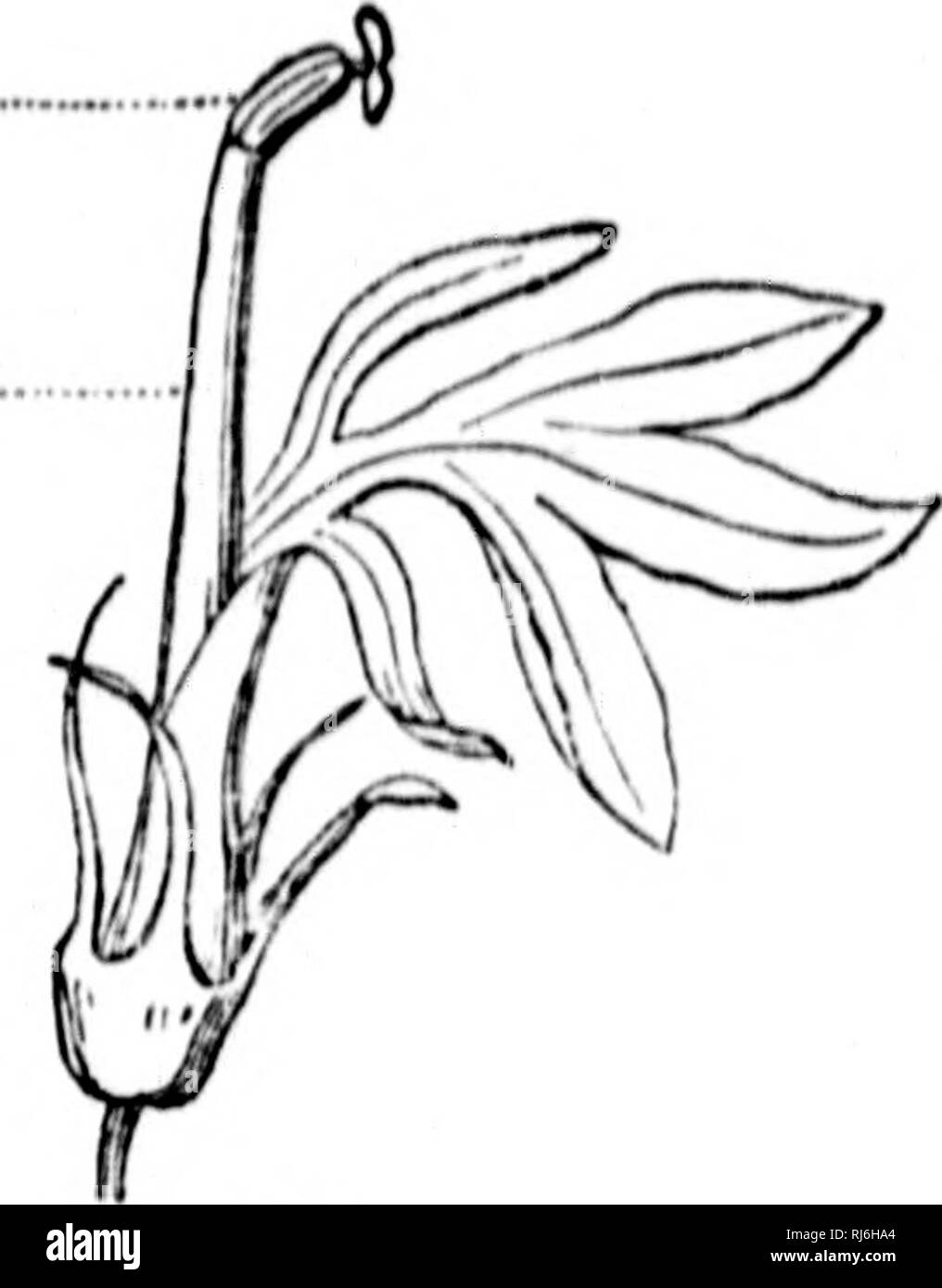 . In che modo le piante crescono [microformati] : una semplice introduzione alla botanica strutturale con una flora popolare, o una disposizione ed una descrizione delle piante comuni, sia selvatici e coltivati. La botanica; felci; Botanique; Fougères. La famiglia di Malva (I* •A. i.ss) : al&GT;o. IHI. I...li.ll;i. Pasf-ioii-tiowcrs e Ln|'iiies (Fi;,", 187). Didih li,lii,ii.&LT; (in due liiotherhoods^ quando il (ilaments sono luiited in due set. l'ir;illov. 21 pistilli regno aic molto comune. Due, Tre, foui',. Si prega di notare che queste immagini vengono estratte dalla pagina sottoposta a scansione di immagini che possono essere state migliorate digitalmente per readabilit Foto Stock