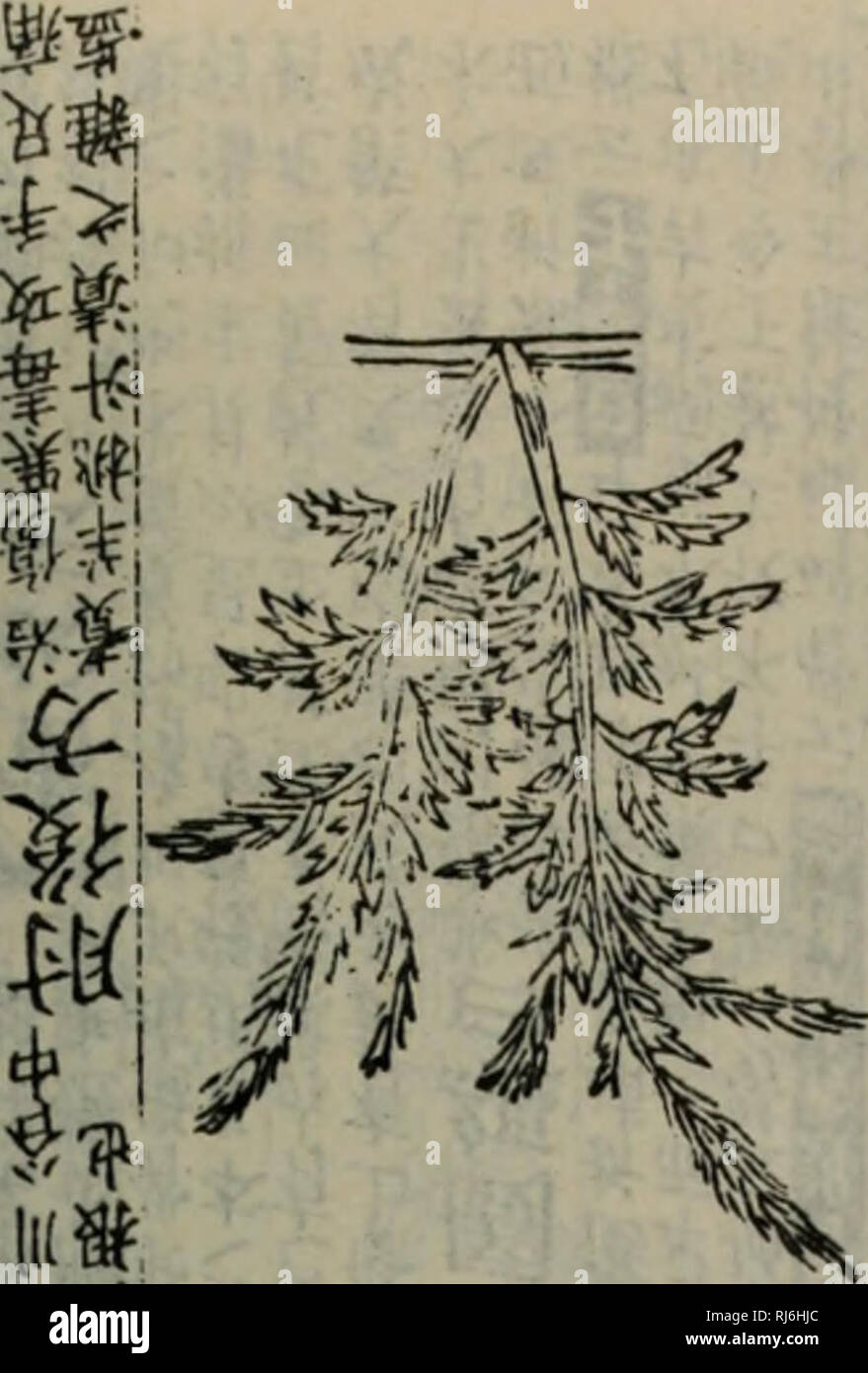 . Chong xiu zhen egli jin shi zheng lei bei yong cao yao éä¿®ae¿åç"å²è¯ç±"Å¤ç¨ae¬è. erbe. Ç½® I ^ ^åï¼^ç¿ï¼^T,éae x^d^^^^^^t^^ .,' â -.) Ho.5iï¼ 5 ... , : Ï¼-. pi, ä' è² è 15ç¿"ç¿"ae¯ ï¼$å"£è¾ 9ä'. Si prega di notare che queste immagini vengono estratte dalla pagina sottoposta a scansione di immagini che possono essere state migliorate digitalmente per la leggibilità - Colorazione e aspetto di queste illustrazioni potrebbero non perfettamente assomigliano al lavoro originale. Äººae°å"çåºçç¤¾ Foto Stock