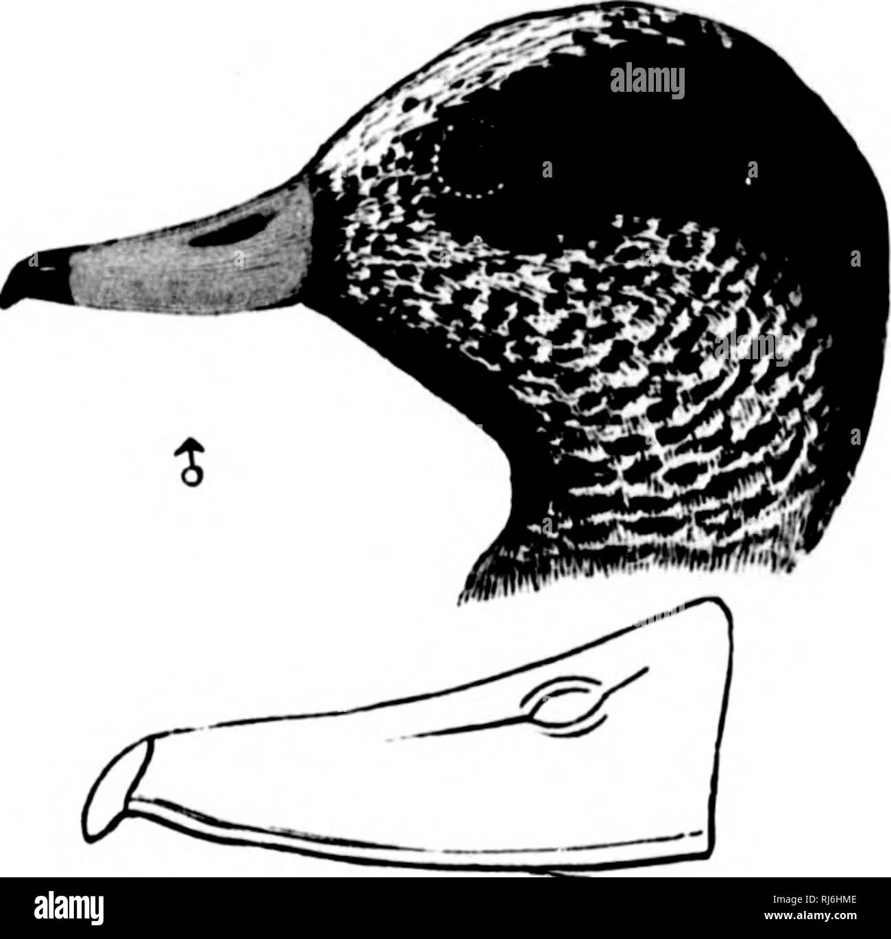 . L'acqua uccelli del Nord America [microformati]. Gli uccelli; uccelli acquatici; Oiseaux; Oiseaux aquatiques. J/. americana. - AuD. Acci- 1.85. Adulto feimde : sopra, dusky marrone grigiastro con trasversale, piuttosto distante, barre di bianco opaco o luce ochraceous. U'ing-converte scuro cinereous opaco, ampiamente tijjped e confina con il bianco ; speculum nero opaco. Testa e collo striato con tracce nerastre ujion sordo di massa di colore biancastro, ex prevalente del colore sulla nuca e dietro l'occhio. Jugulum pallido vinaceous grigiastro, le piume scure sotto la superficie ; i lati e più profondi di Hanks vinaceous ; coda inferiore-converte t Foto Stock