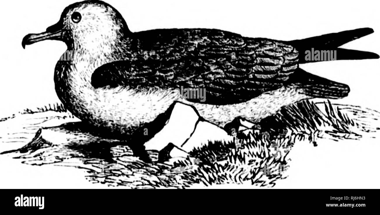 . L'acqua uccelli del Nord America [microformati]. Gli uccelli; uccelli acquatici; Oiseaux; Oiseaux aquatiques. I'RUCELLAIUIDJ!; - la PETKELS - PIUOCELLA. 373 genere PRIOCELLA, Homkkox Jacquinot e. PrioccUa, IIoMii. &Amp; Jaiij. t'uiiipt. liciid. XVIII. 1814, 357 (tyi)c, P. dttninli, IIo.MU. &Amp; Jacq., = yv- ccllarUi ghtciiiloidcs. Smith). Char. Per Siinilftv Fulmanif, l)Ut bill molto slcmloivr, le cannule nasali più brevi e dt'presst'd, concava sulla parte superiore e separati da un ampio spazio dall'osso mascellare unguis.. P. mi/hiciahndes. Il nome generico Thalassnica, Reich. (" Sy.st. Av." 1852, pag. iv) ha Foto Stock