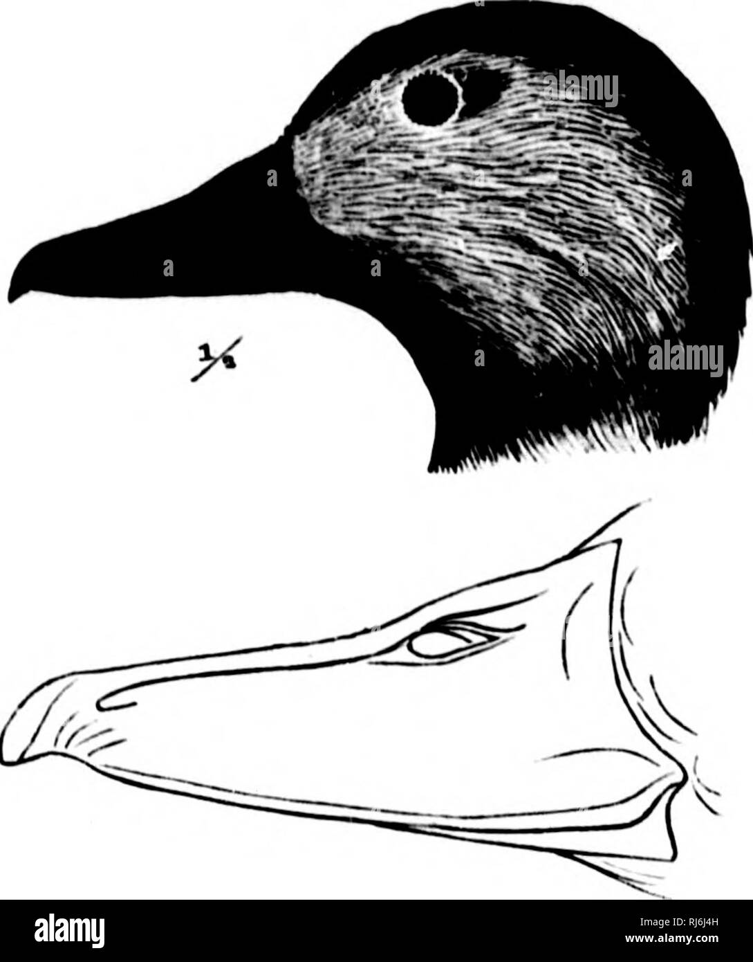 . L'acqua uccelli del Nord America [microformati]. Gli uccelli; uccelli acquatici; Oiseaux; Oiseaux aquatiques. " Esso? 482 LAMEl.LlltOSTRAL swim.MEKS - ANSEKES.. marii'ti e coda dwit nero, il ROI'trices puro liasally wliite. Hill ami I'l'i't brifjht llesh-coloi-, ex giallo vicino alle narici ami nero sul chiodo; iride marrone.* I SESSI uguali, youmj: Molto simile al ailult, ma con il patteru meno ilistiiicl e i colori duller. La cannella sostituito da dinj,'y },'ray, più o le.ss linj,'ed con ocliraceous arrugginito. AlKlomeii, in matasse e crissum ^,'rayisli wliite, tiuf^ed con deeiier {,'ray. Hill dusky ; Foto Stock