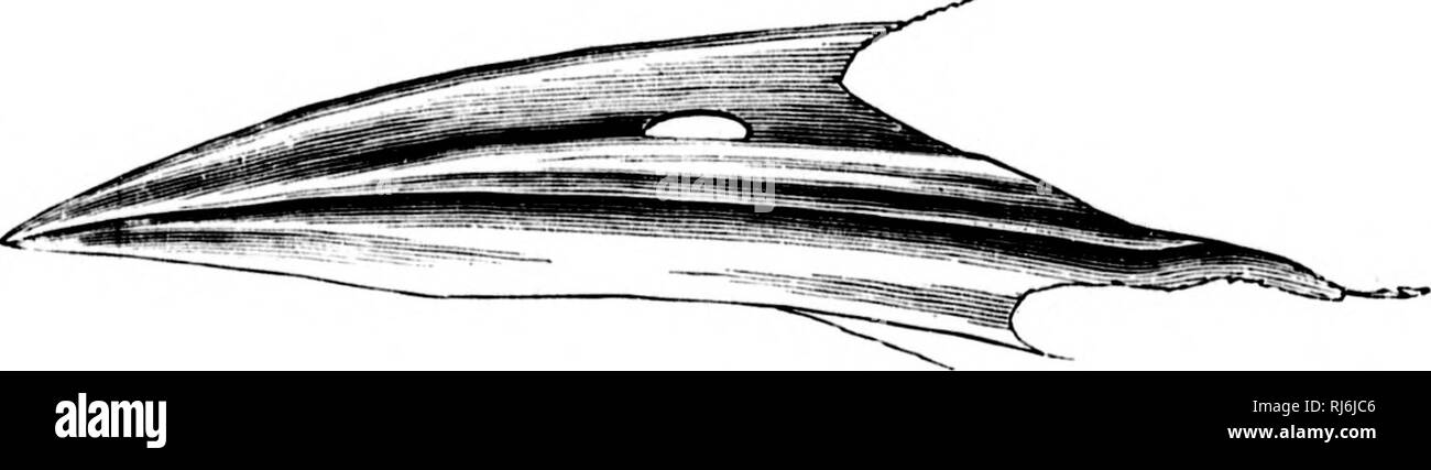 . L'acqua uccelli del Nord America [microformati]. Gli uccelli; uccelli acquatici; Oiseaux; Oiseaux aquatiques. dusky suffusion sul)terminalmente, la punta di colore arancione o giallo ; iride marrone scuro ; gambe e piedi profondo nero. Adulto, in inverno: simile, ma il nero della testa striata di bianco. Giovani prima linimge : simile all'adulto, ma con le differenze foUowing : Pileum (compresi occipite e iilHn'r due terzi dei lores) bianco grigiastro, fittamente striate con nero opaco ; lato di testa con un uiiil'onu nero opaco bar, inizio prima e b(!neath l'occhio e che si estende indietro su upper por- tiiiu di auric Foto Stock