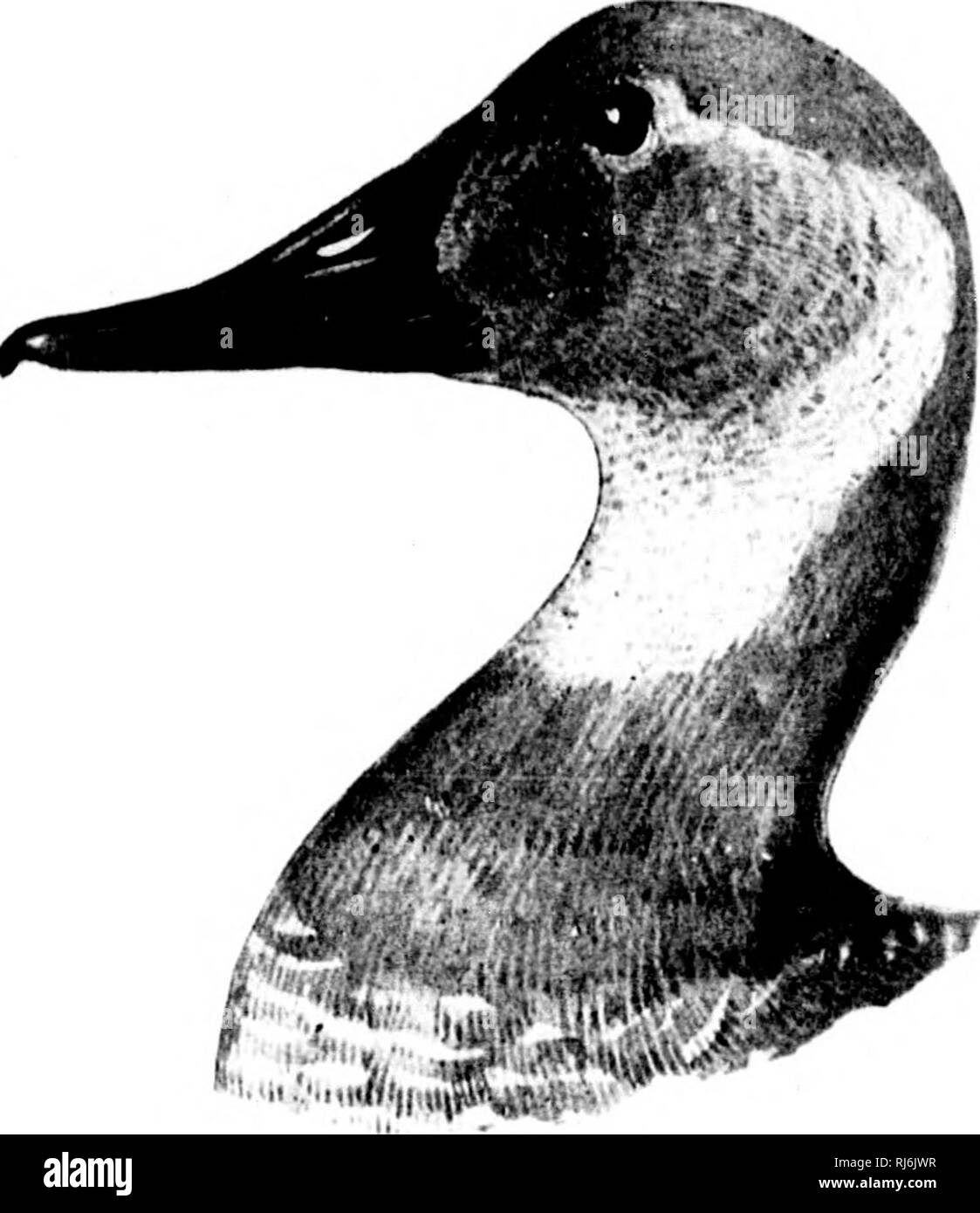 . Come conoscere le anatre e oche e cigni del Nord America [microformati] : tutte le specie che sono raggruppati secondo la dimensione e il colore. Anatre e oche; cigni; uccelli; Canards; Oies; Cygnes; Oiseaux. Una V lli.Ho xiiili-iirriii (iii;ili"). (L-'cMMlr.) AYTHYA VALLISNEKIA (///A ). Tela-back di anatra. Un'liiit iii'iii : testa e collo, rufous limwii, ln'cciiniii;;' dii-ky cm ilic cimiuh mihI cliiii: ili ti ri'MSL Mini uppiT purl inn nl' ilii' ii.'irU, hhu-ki-li: se-l nl' iipiicr pari- ami wiii^' ccixitn sliduin. linea, wiiv&GT; liiii's dl' lij.-icK. ^ciii'i'al' aiipcaraiici liciiii;- mi^rav isli; lirlly. uliiic. Ho Foto Stock