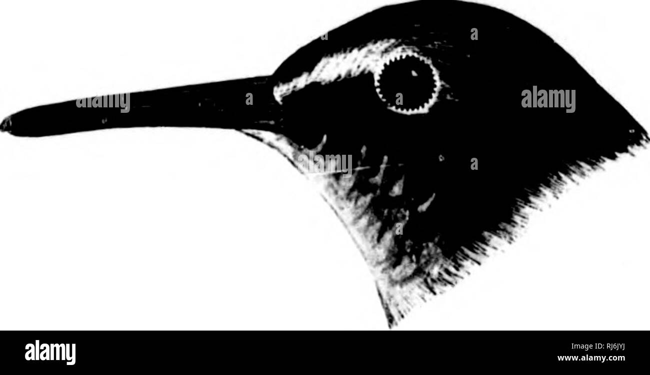 . L'acqua uccelli del Nord America [microformati]. Gli uccelli; uccelli acquatici; Oiseaux; Oiseaux aquatiques. m SCOLOPACID.K - TIIK BECCACCINO FAMIGLIA - ARQFATELLA. 217 fulvous arrugginito, inegulmly inuiblud con nero, tliu oiiiaiueutal vellutato greggi o papilla) più grossolane Ifss uiul wliite puro rispetto a A. iiutritima ; lioad li^'fulvous ht, con iscrizioni in A. nmritima ; parti inferiori lUslinctly fulvous lateralmente. Acifinji; nudisHMihiits di 14 itdu/t.i: vincere;,", 4,80 ; culnien, 1.13 ; liusus, .1)5 ; medio toe, .Wi. Ilith. Isole aleutian e conti^'uous costa dell'Alaska. 3. A. ptilocnemiB. llnaliiKj-ilnxii: I'ileuni b Foto Stock